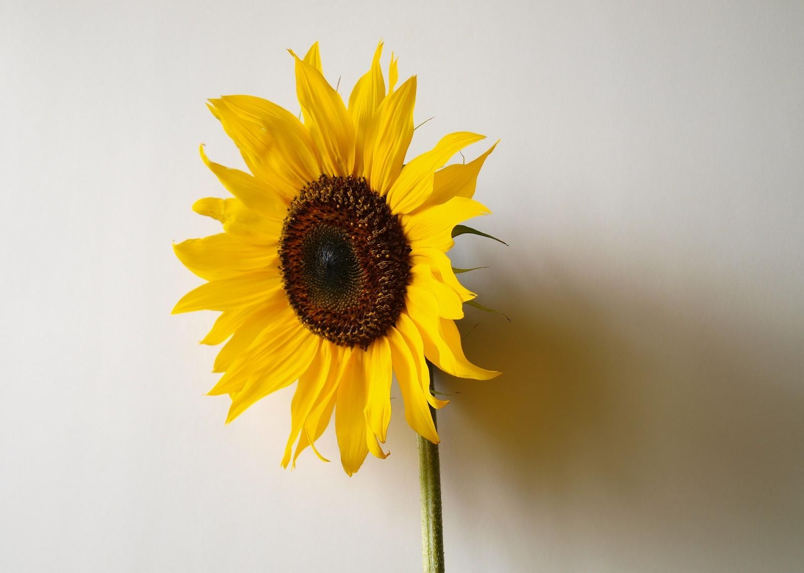 Laden Sie das Schatten, Einsamkeit, Wand, Sonnenblume, Minimalismus-Bild kostenlos auf Ihren PC-Desktop herunter