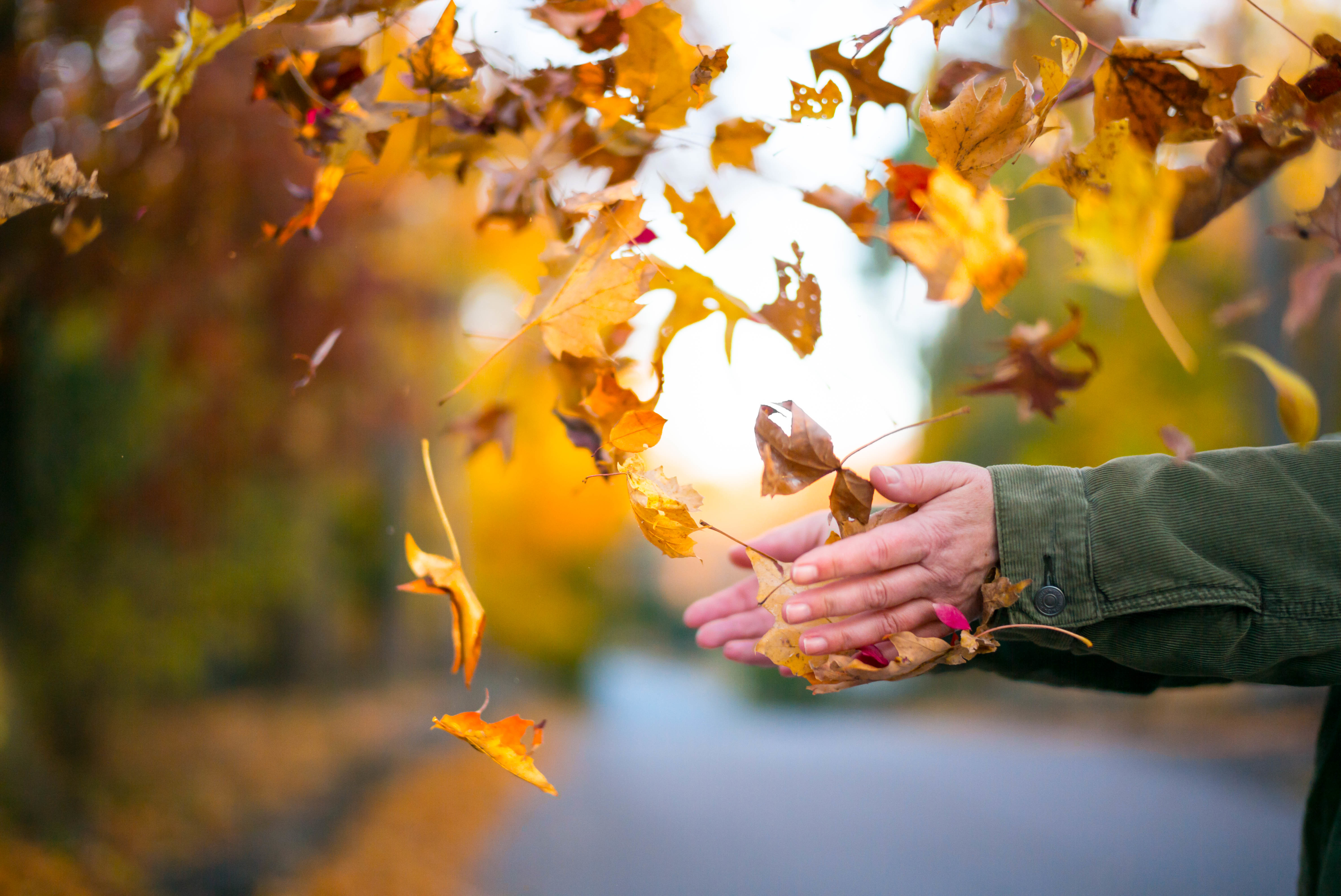 Download mobile wallpaper Miscellanea, Miscellaneous, Autumn, Leaves, Hands for free.