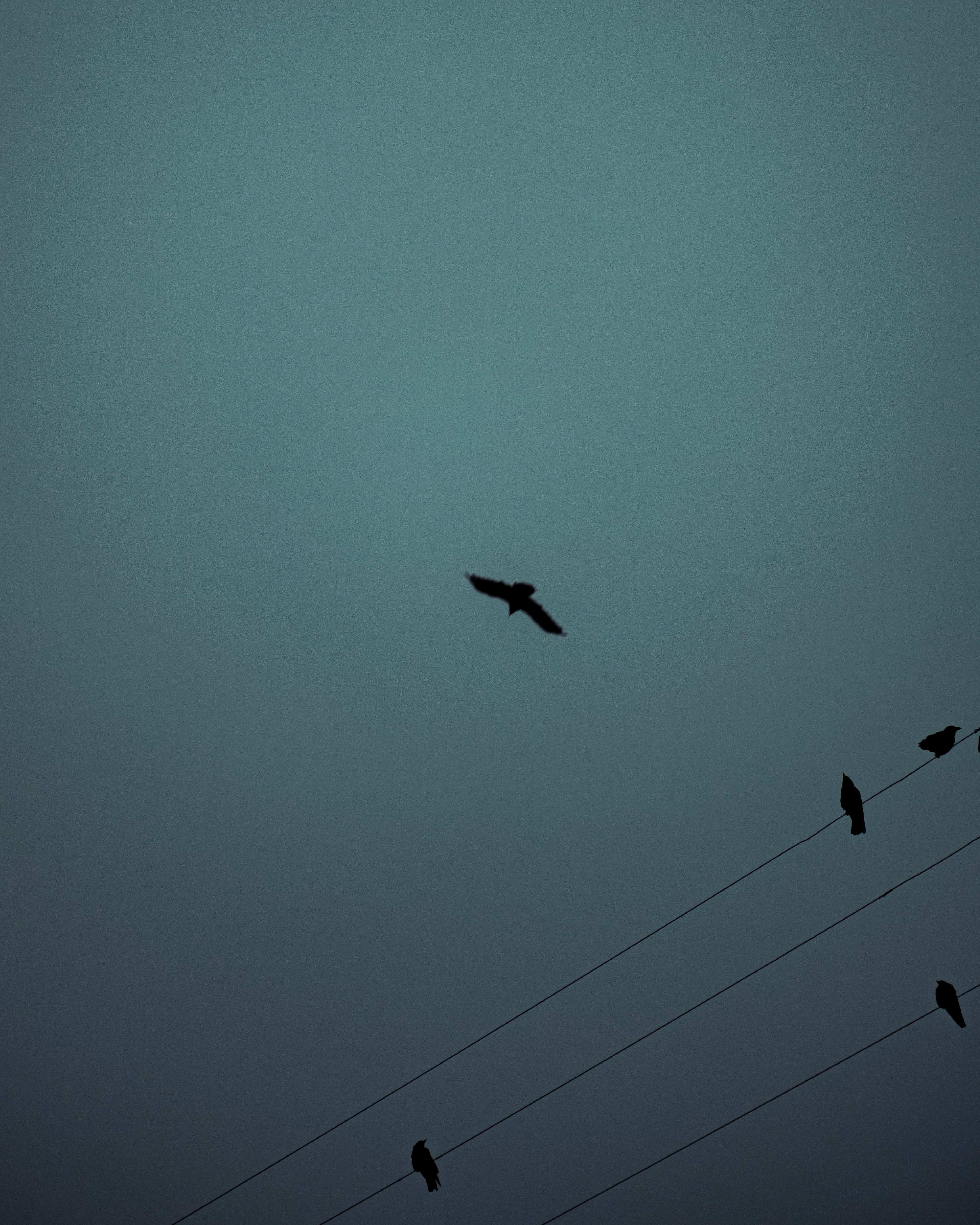 darkness, animals, birds, silhouette, flight, wires, wire