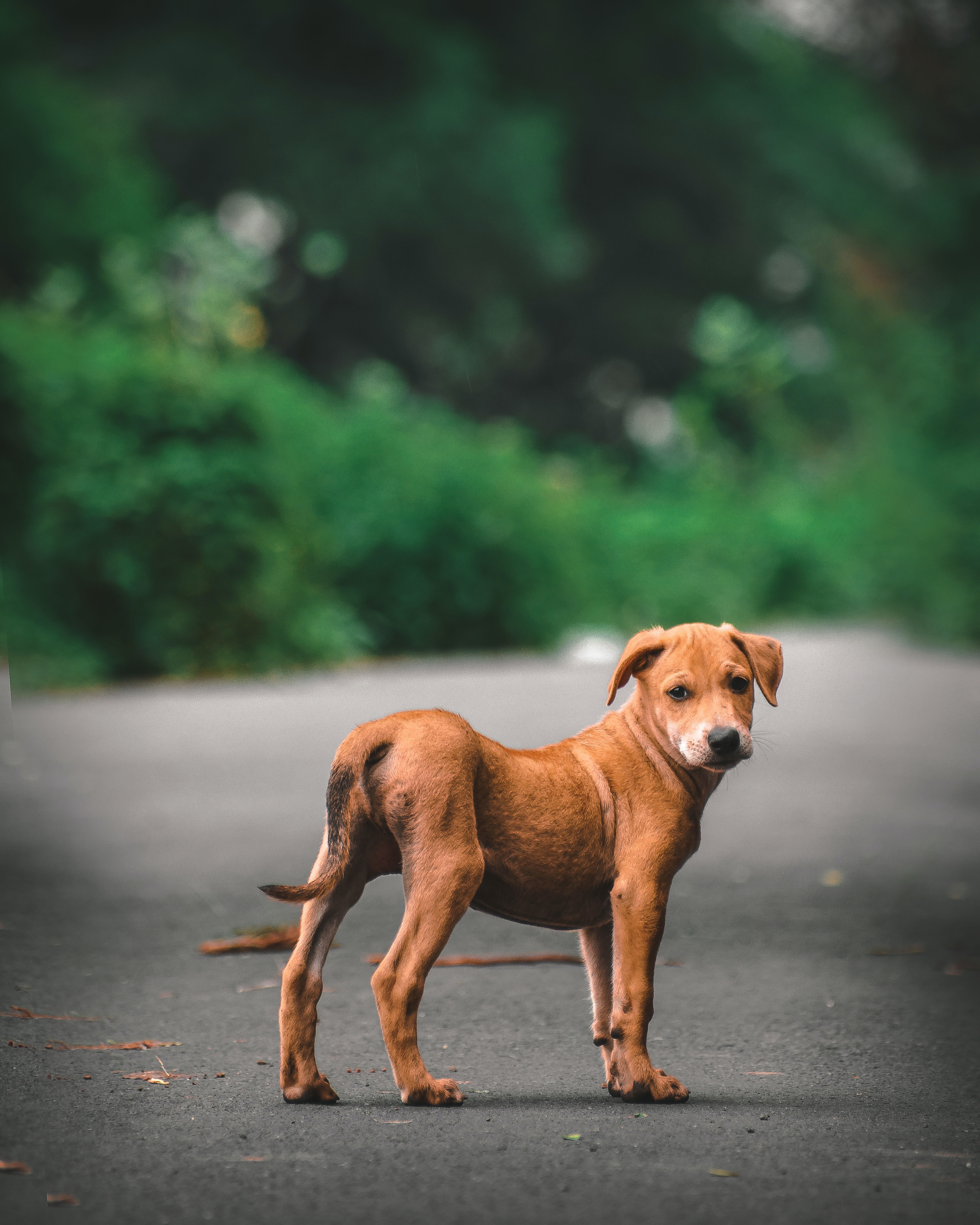 Download mobile wallpaper Opinion, Sight, Dog, Animals, Road, Puppy for free.