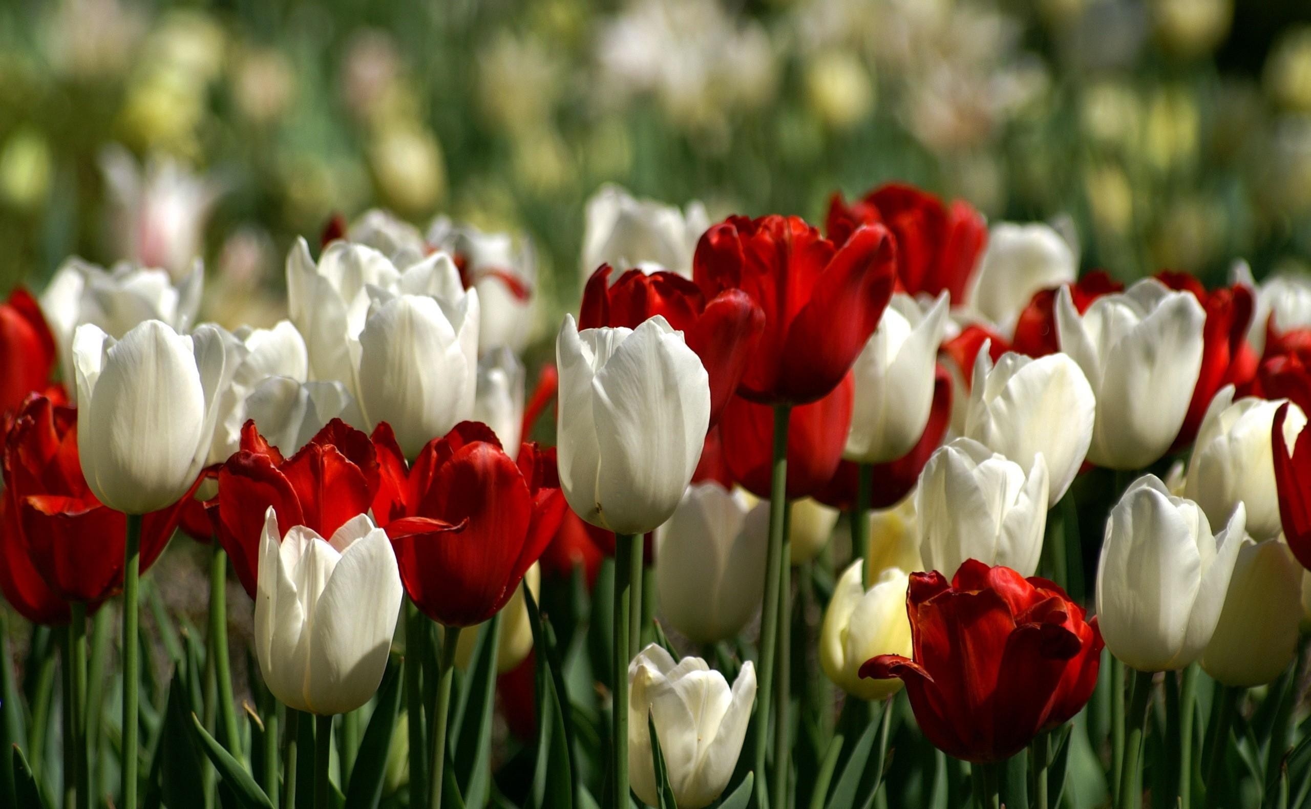 92950 descargar fondo de pantalla tulipanes, flores, blanco, rojo, cama de flores, parterre, primavera: protectores de pantalla e imágenes gratis