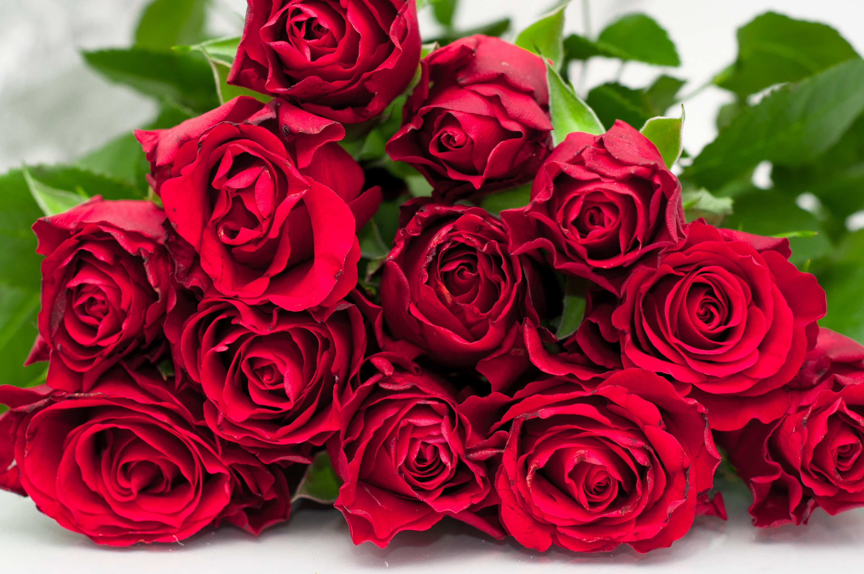 Роз оо. Красивый букет роз. Букет красных роз. Шикарный букет алых роз.