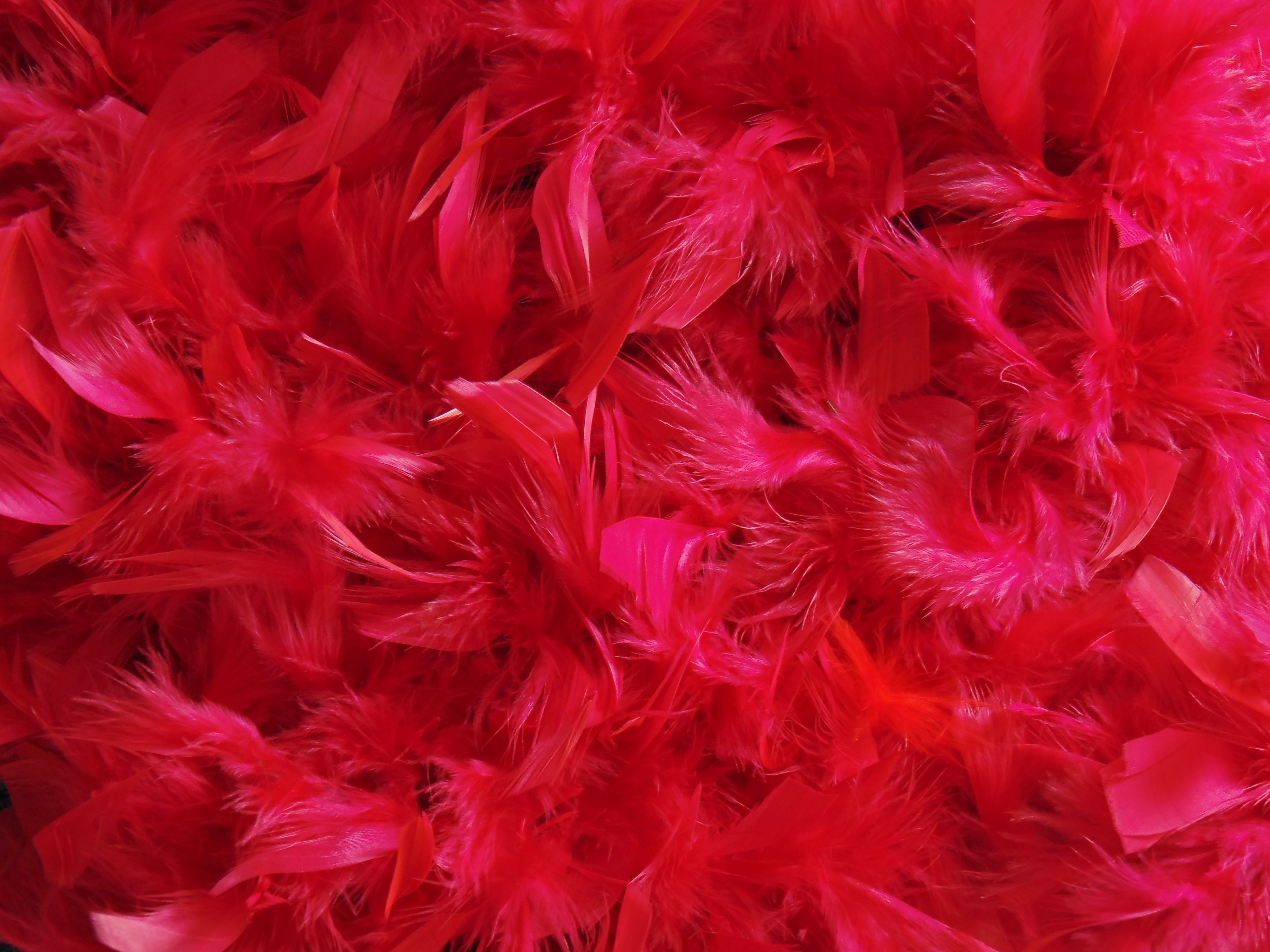 feather, fluff, miscellaneous, red, miscellanea, fuzz HD wallpaper