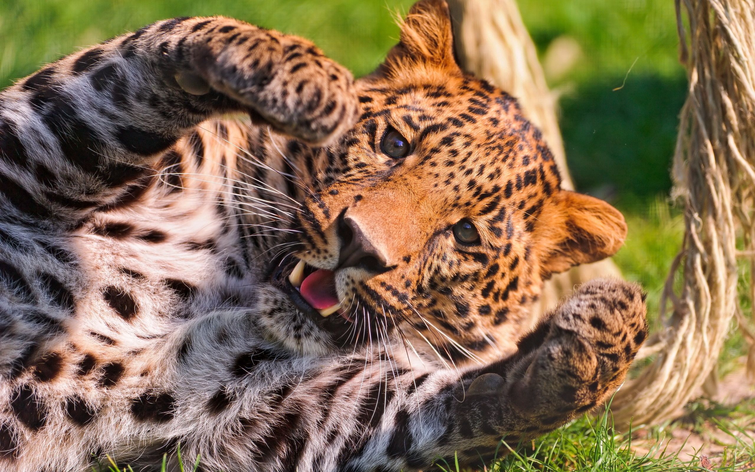 Download background big cat, animals, leopard, predator, paw