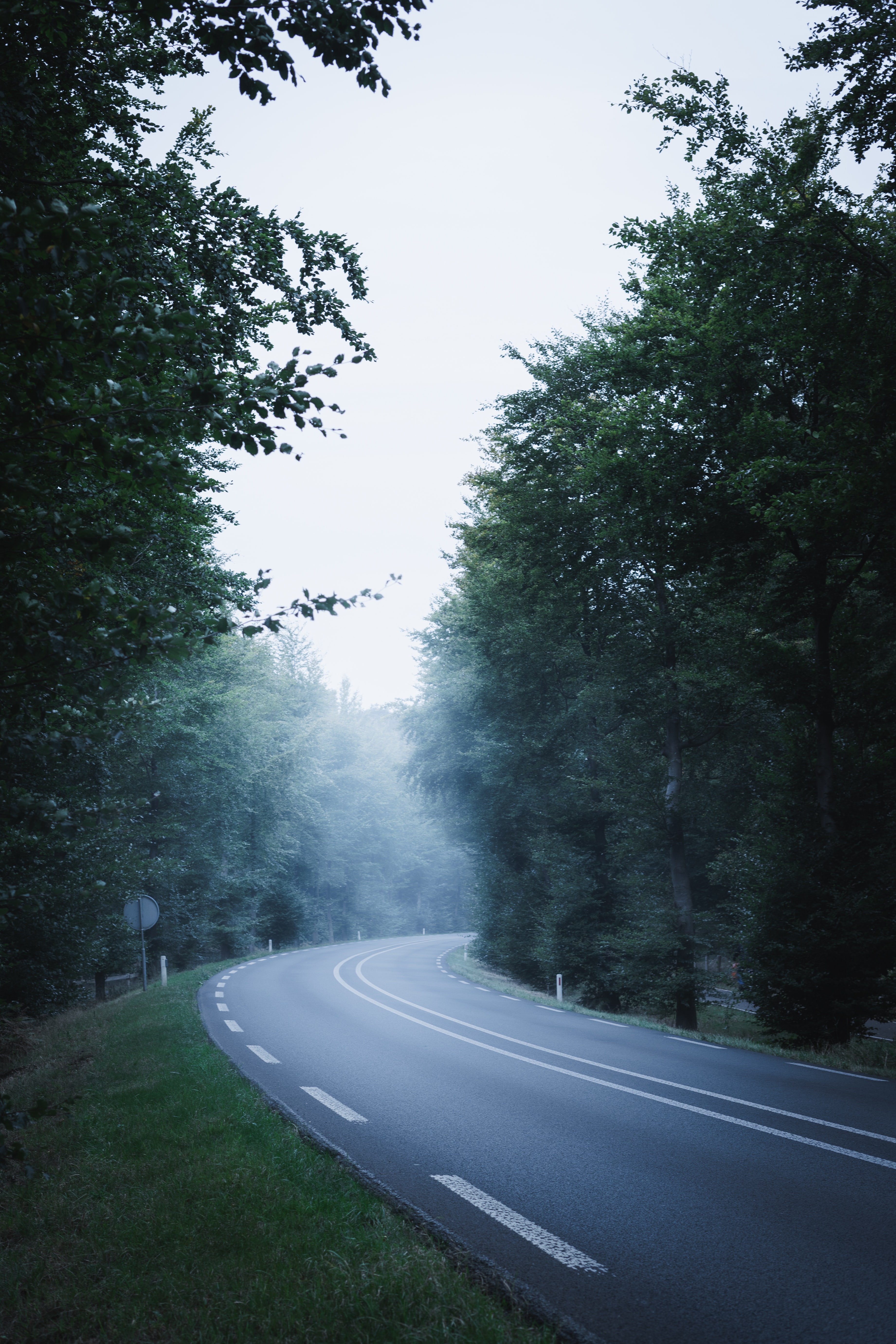 nature, trees, road, markup, fog, dahl, distance Free Stock Photo