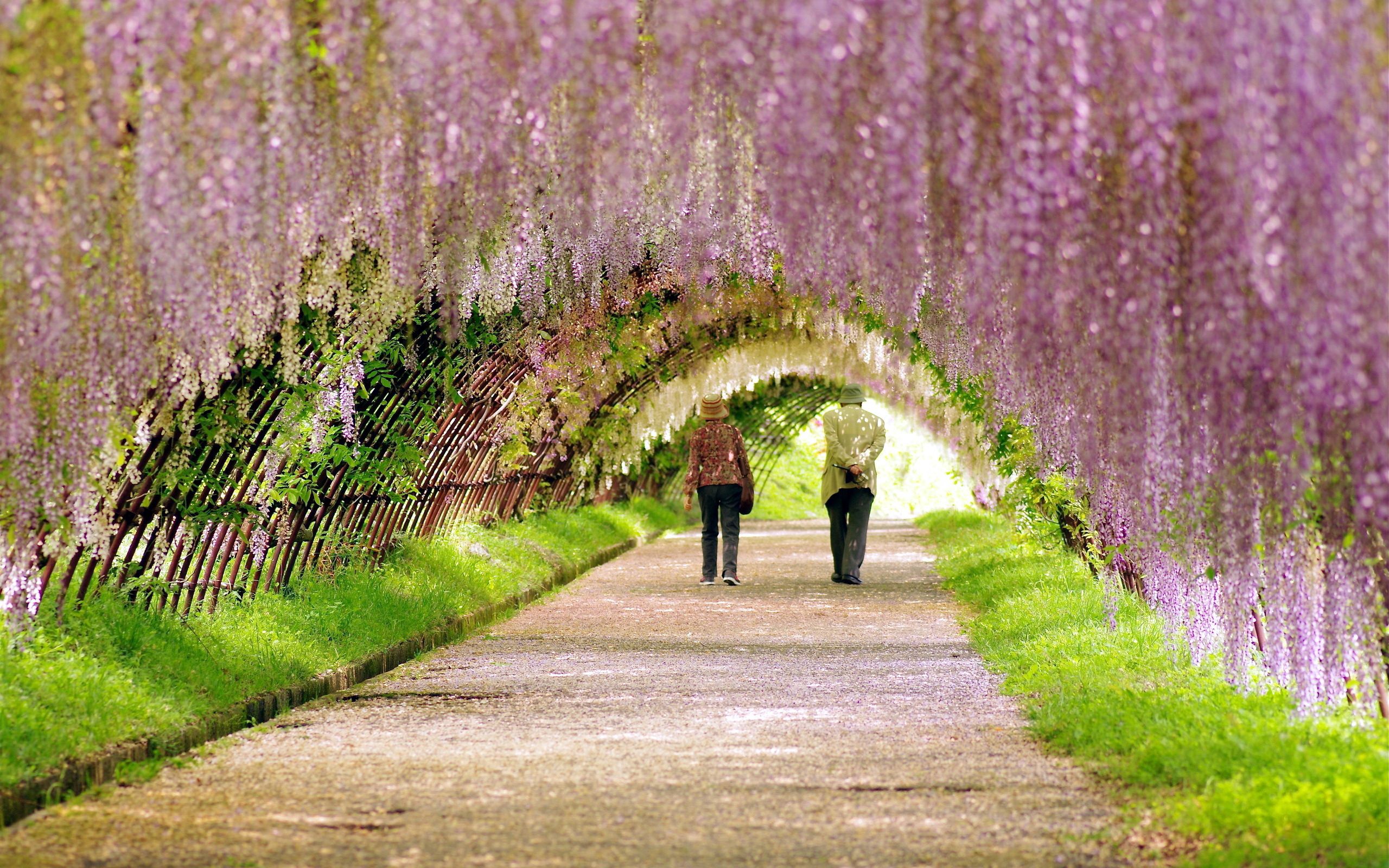 Тоннель глициний в Японии
