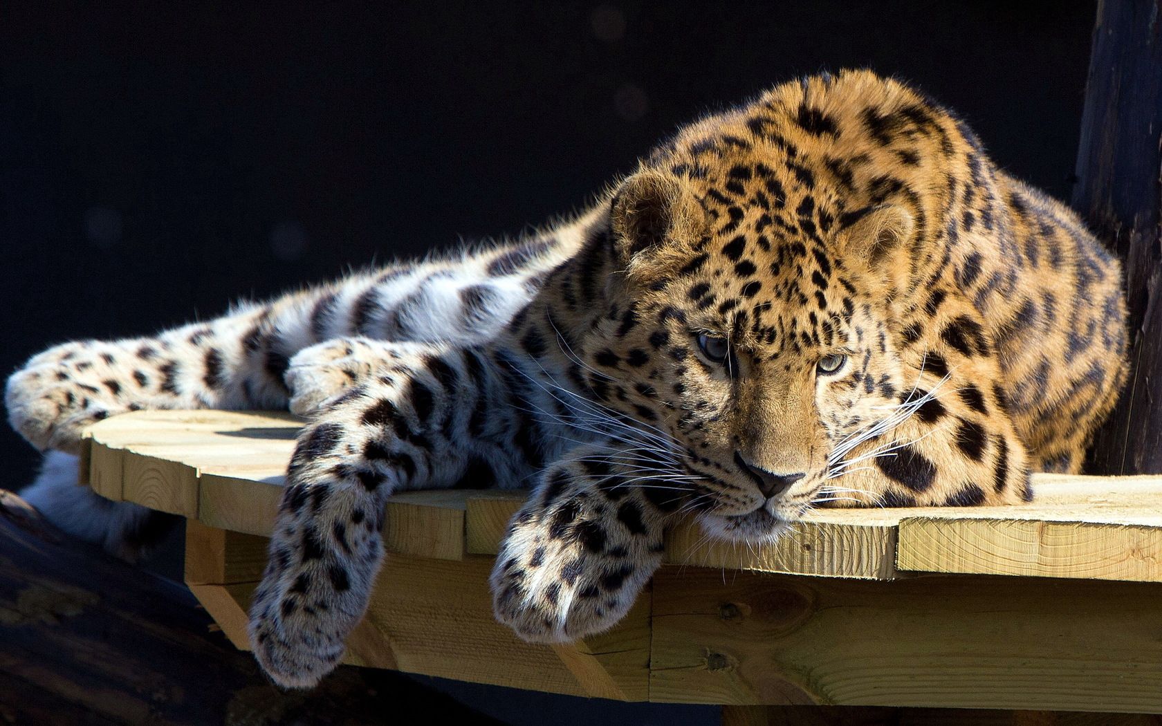 Mobile wallpaper to lie down, animals, leopard, lie, dog, muzzle, table, hunting, hunt, attention