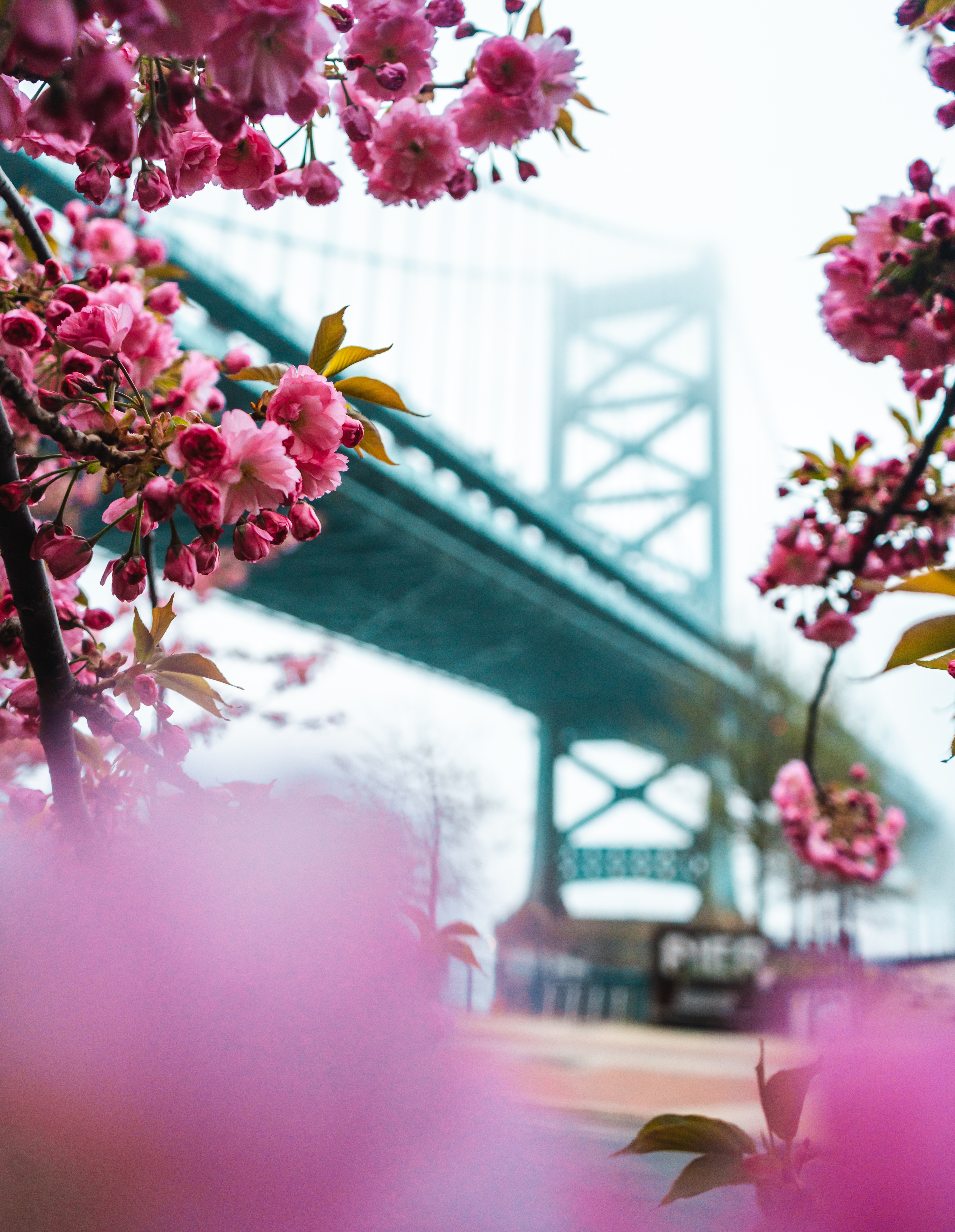 Free download wallpaper Bridge, Pink, Flowers, Sakura, Spring on your PC desktop