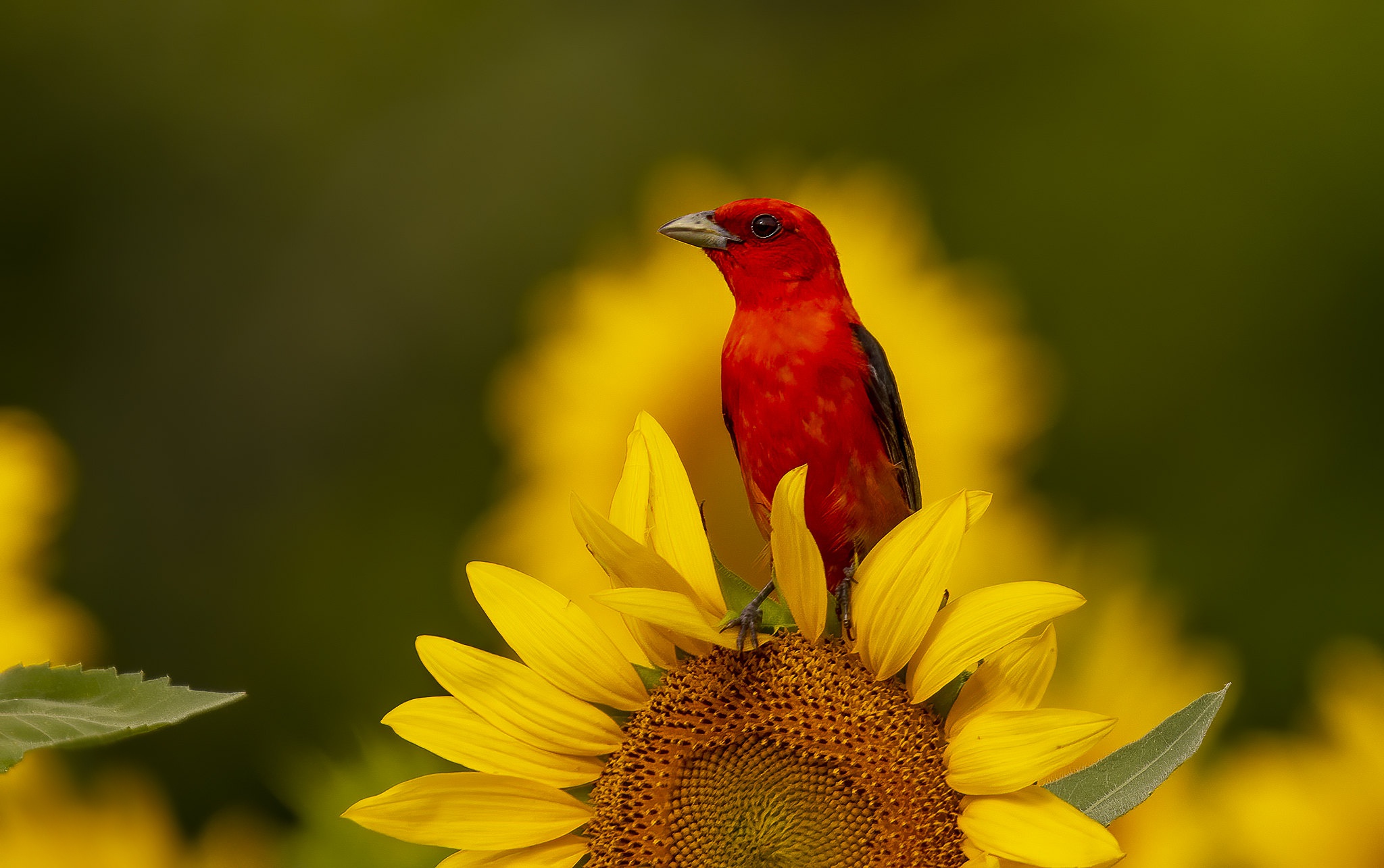 animal, tanager, flower, scarlet tanager, sunflower, birds 4K, Ultra HD