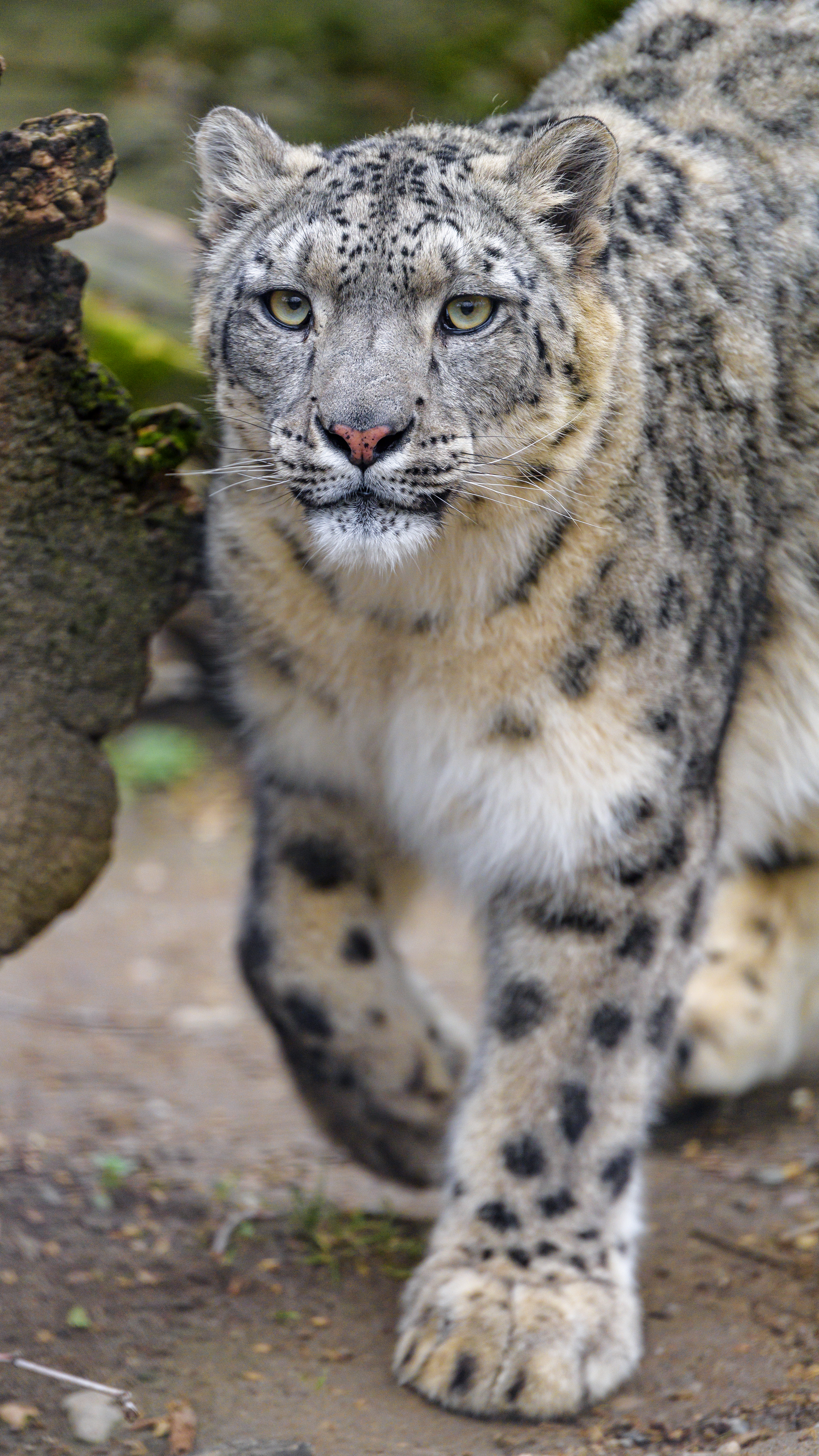 wildlife, snow leopard, animals, predator, big cat, irbis 32K