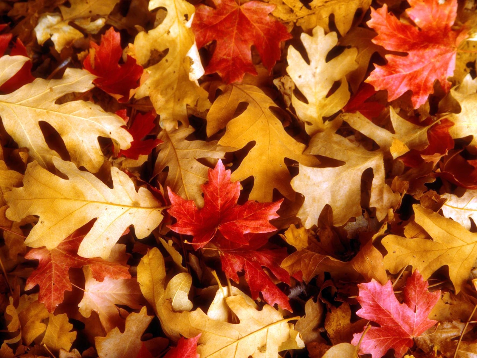 無料モバイル壁紙秋, 葉, 背景をダウンロードします。
