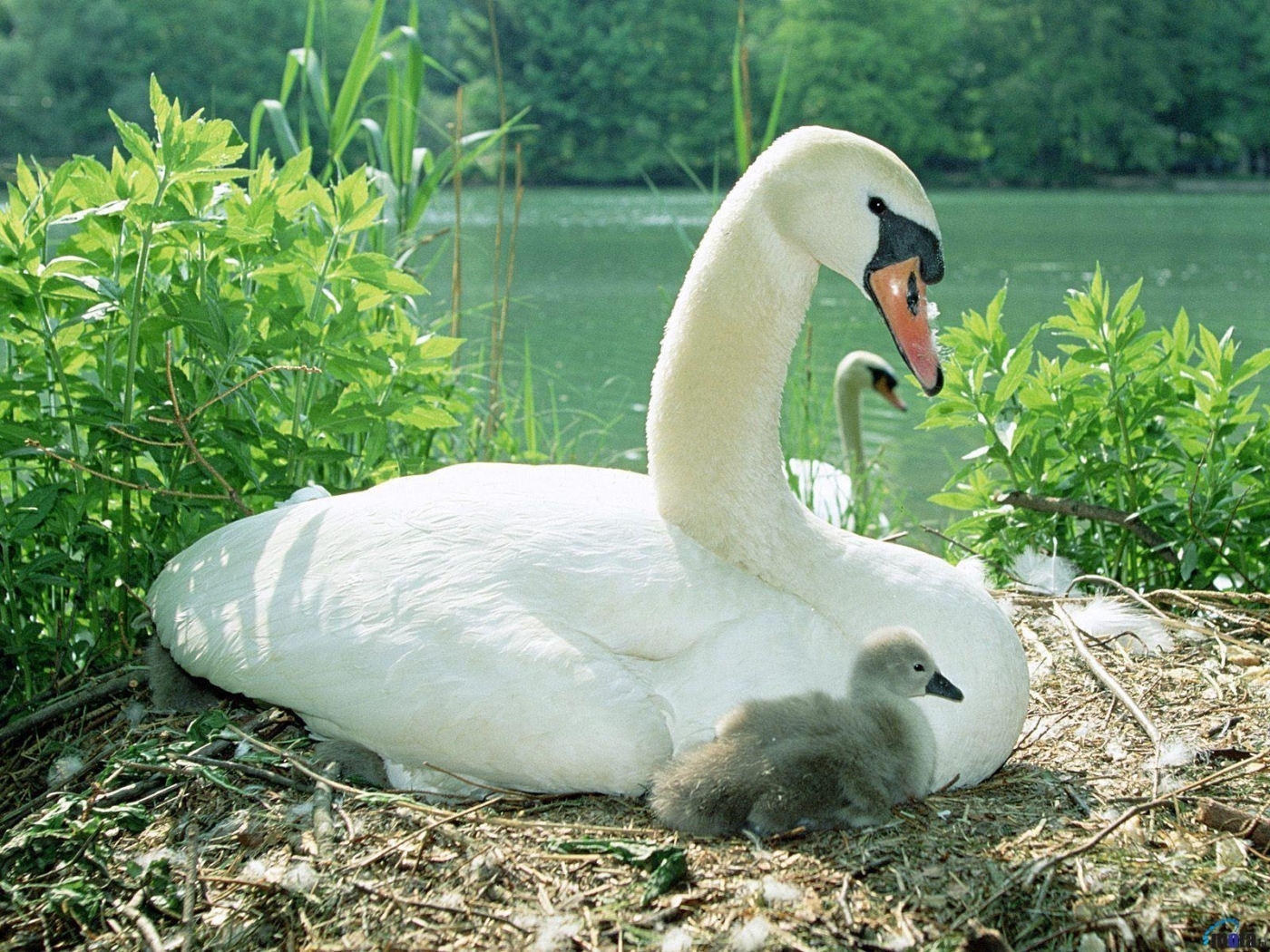 28218 Bild herunterladen swans, tiere, vögel, grün - Hintergrundbilder und Bildschirmschoner kostenlos