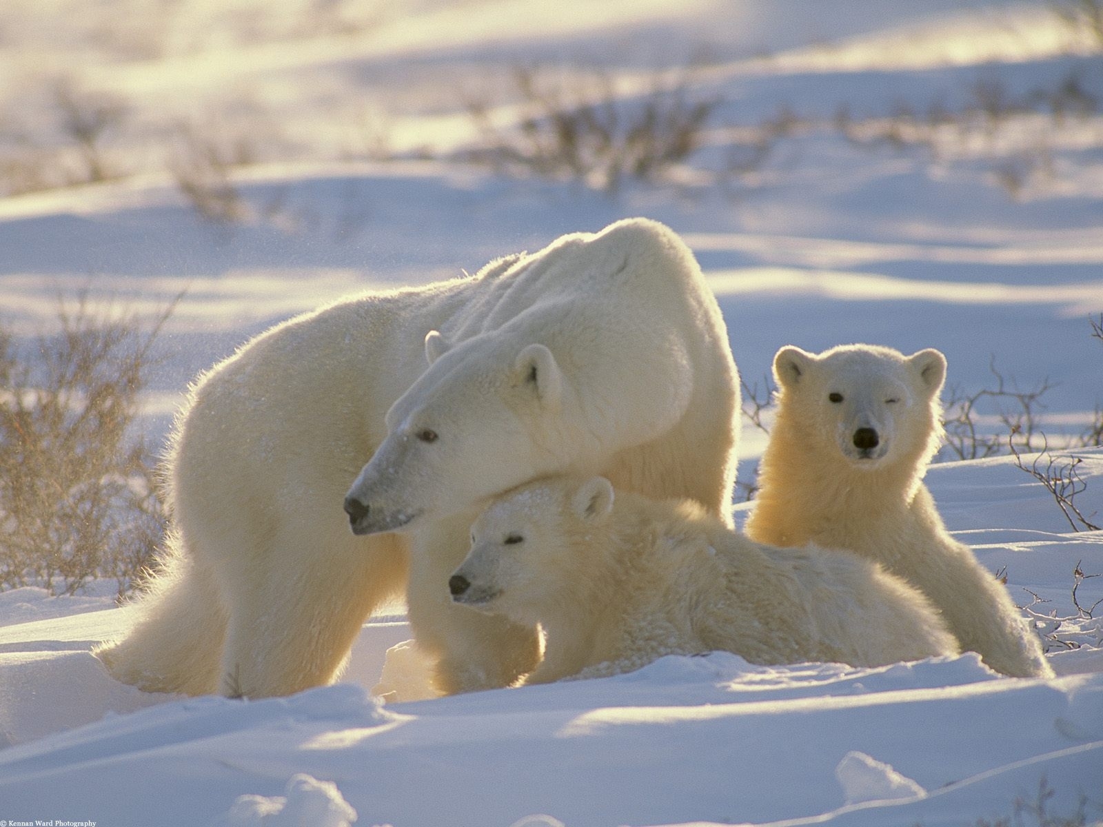 Download mobile wallpaper Winter, Bears, Animals for free.