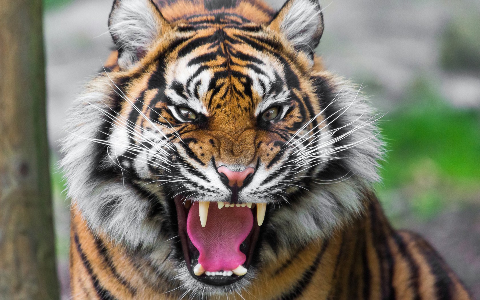 Фото тигра на аватарку для мужчин со смыслом про жизнь
