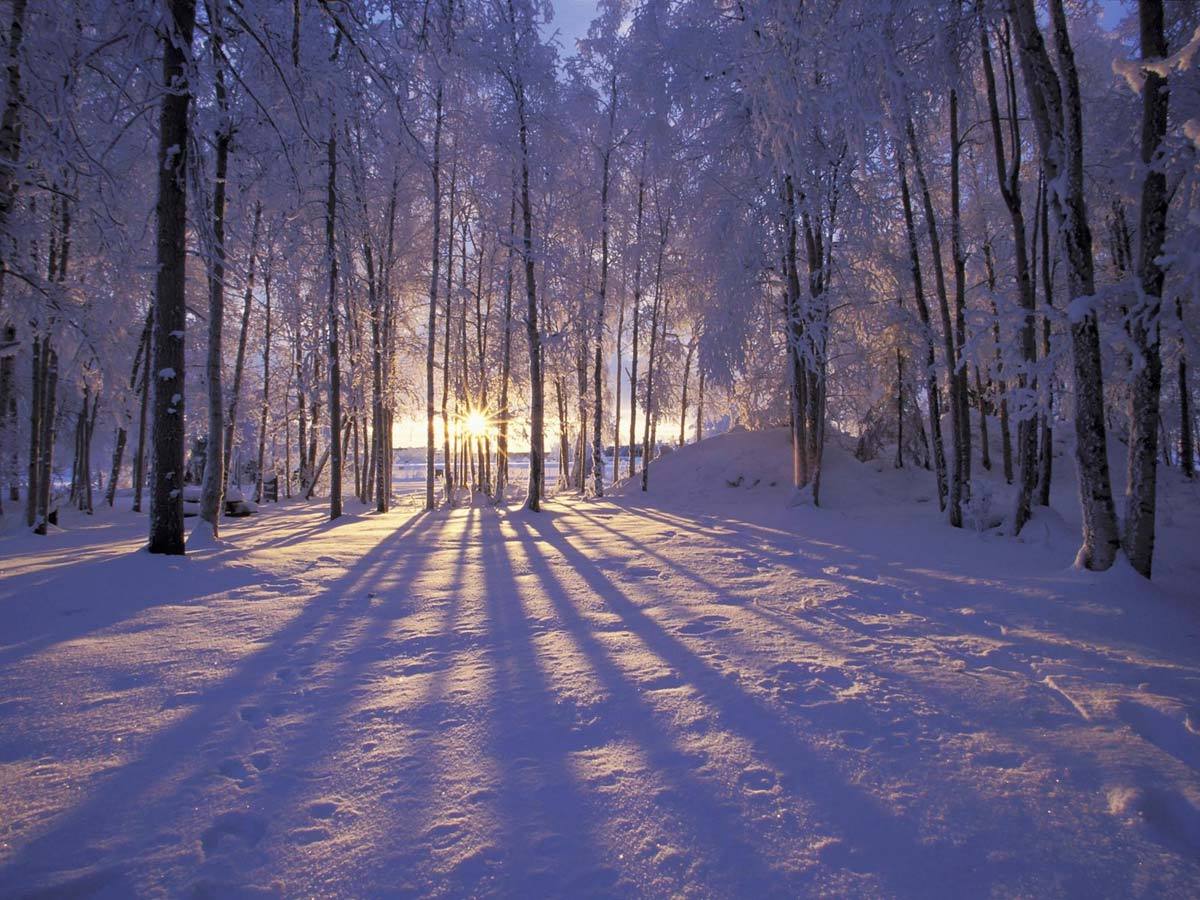 無料モバイル壁紙木, 雪, 風景, 冬をダウンロードします。