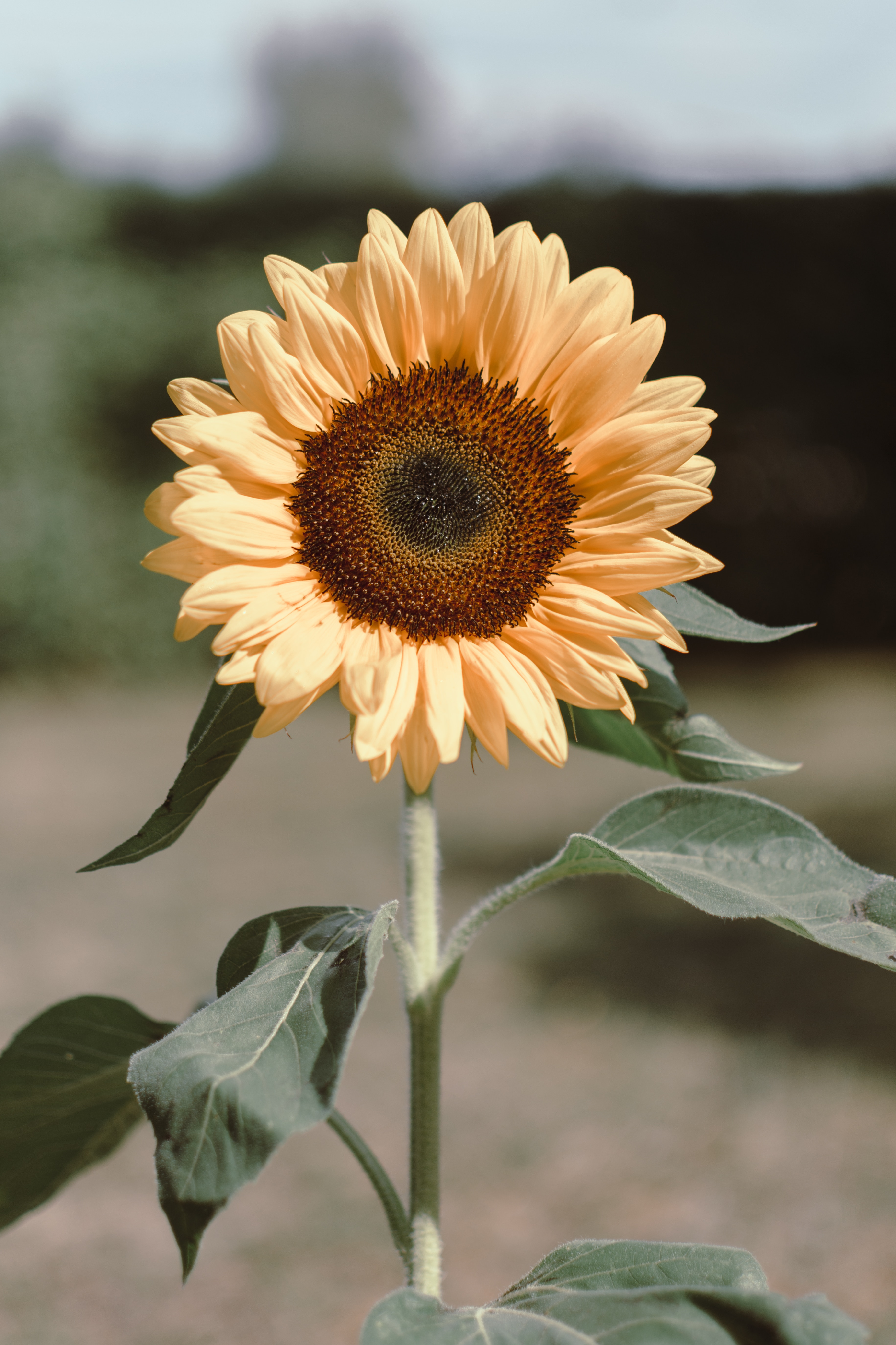 Download PC Wallpaper flowers, yellow, flower, plant, bloom, flowering, sunflower
