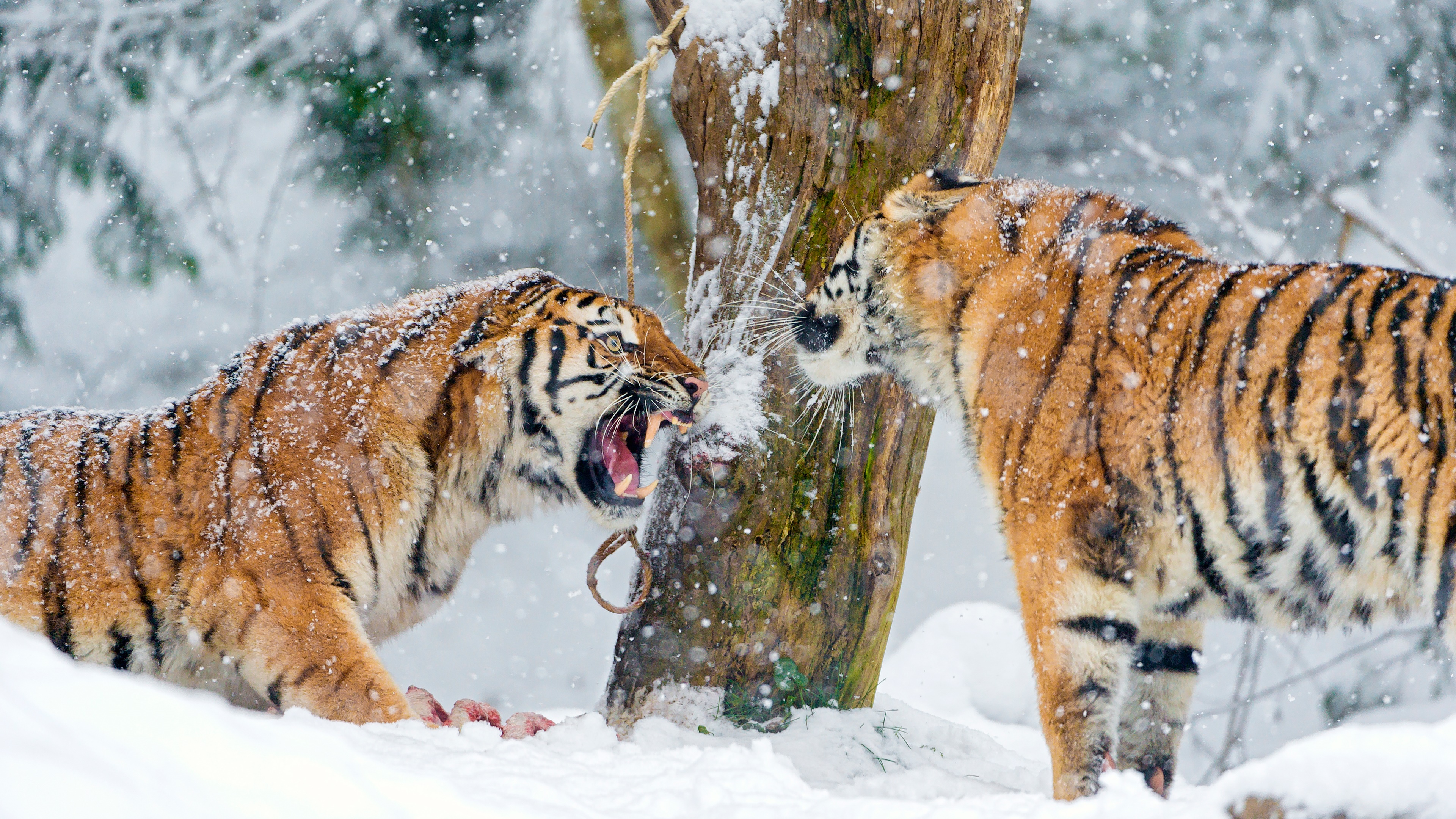 460063 скачать обои животные, тигр, сибирский тигр, снег, кошки - заставки и картинки бесплатно