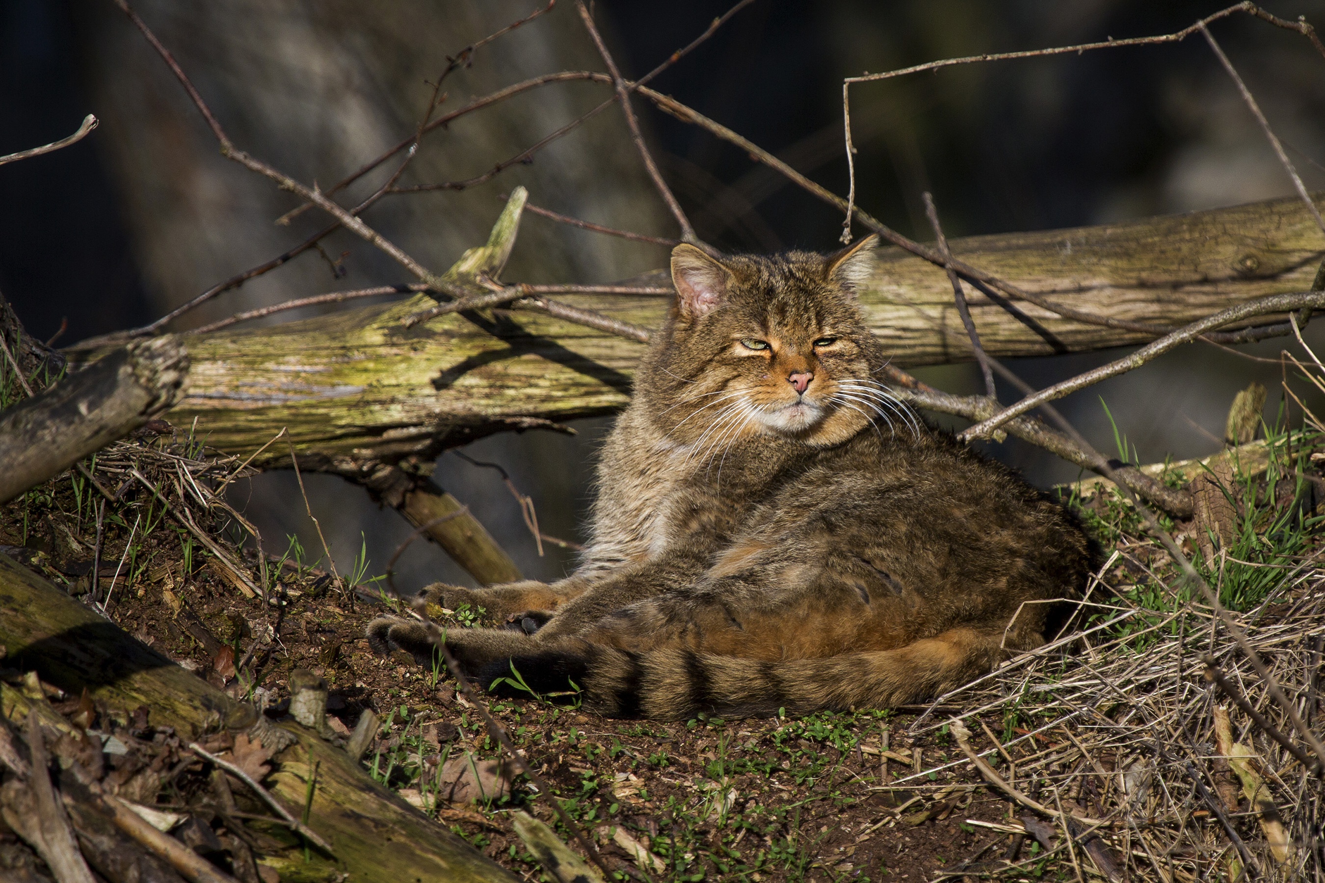 Дикая лесная. Европейский Лесной кот камышовый. Кавказский дикий Лесной кот. Амурский Лесной кот. Лесной кот в Ленинградской области.