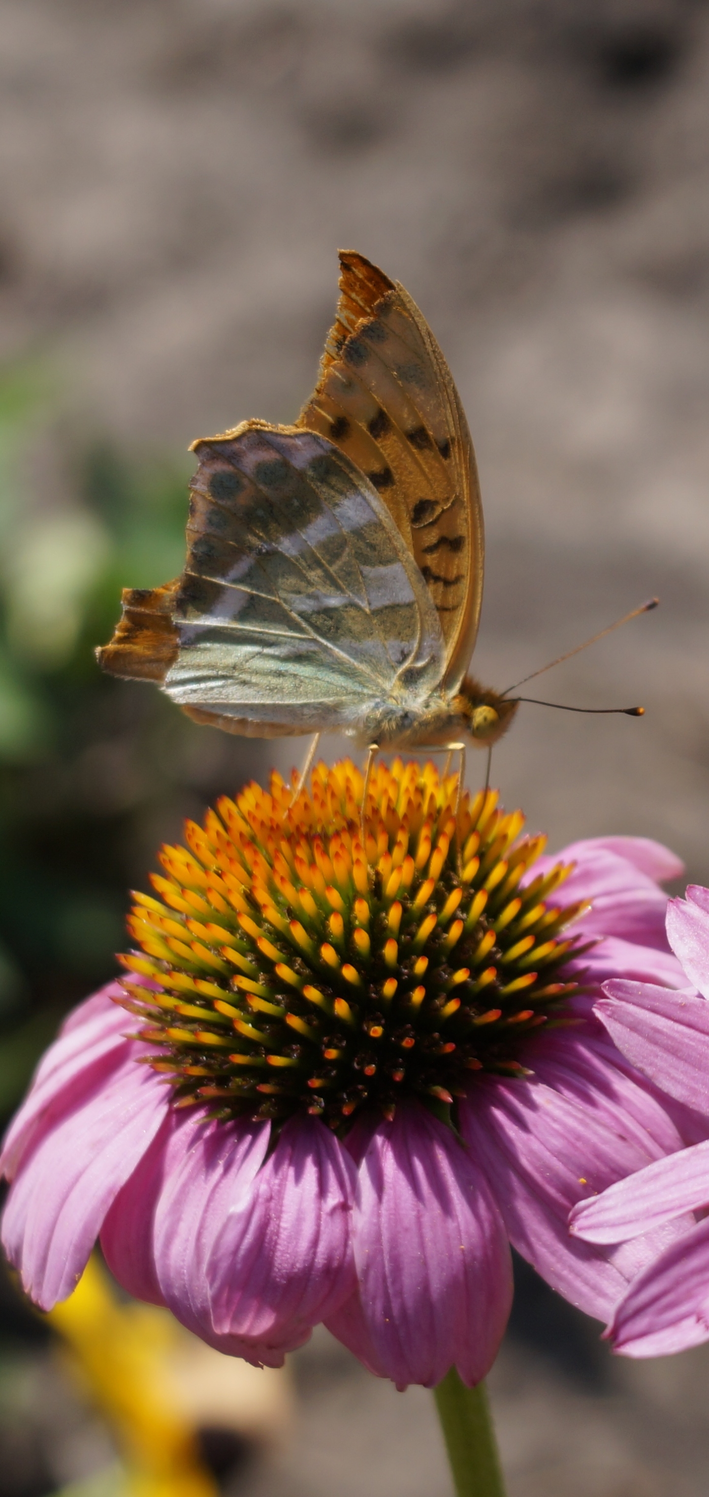 1379752壁紙のダウンロード動物, 蝶, 虫, 花, 大きい, エキナセア-スクリーンセーバーと写真を無料で