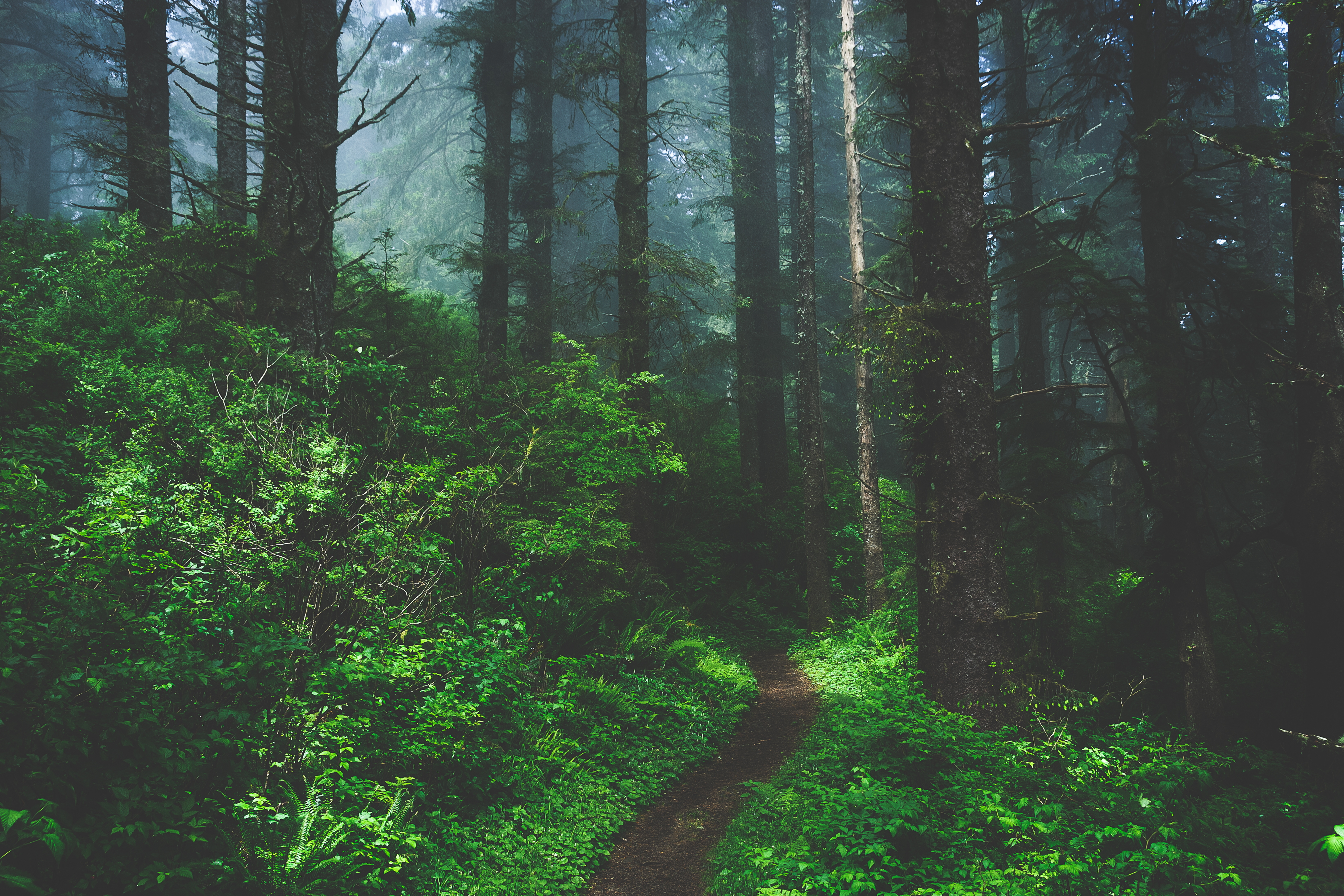 Download mobile wallpaper Forest, Path, Fog, Trees, Grass, Nature for free.