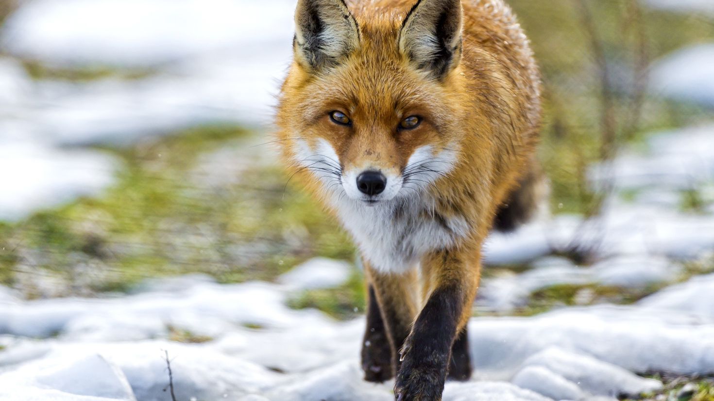 O fox