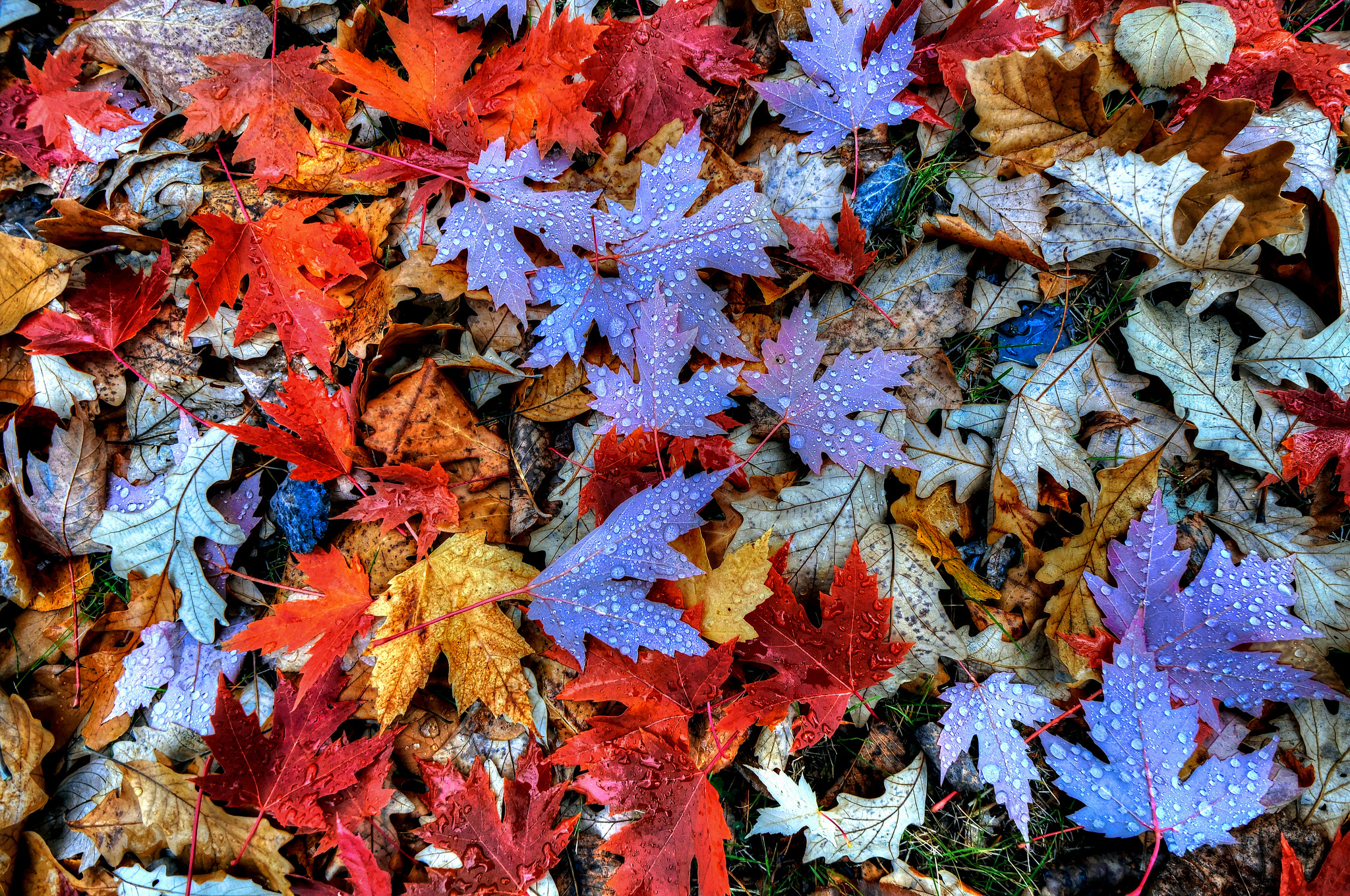 Разноцветные листья осенью