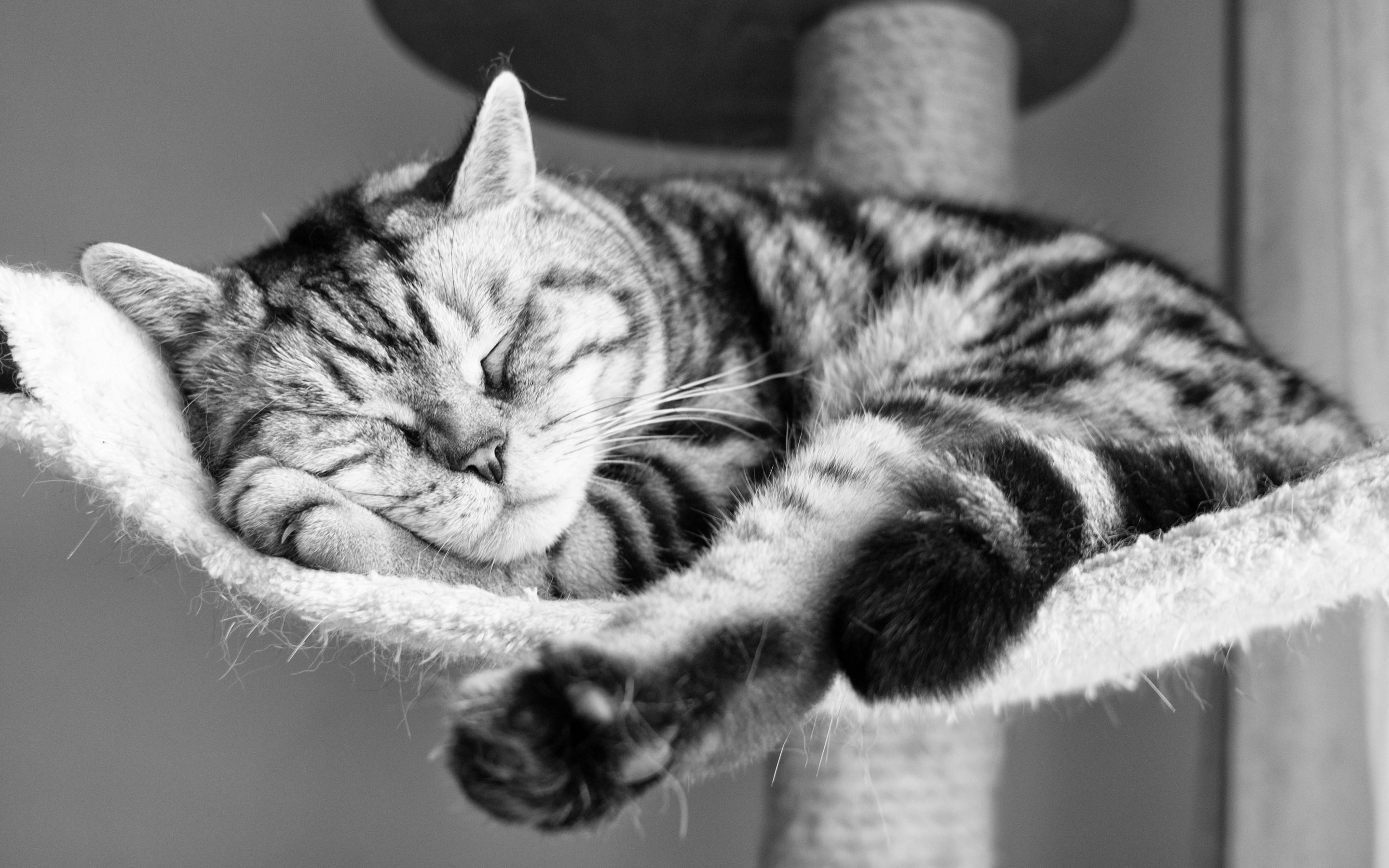 157444 免費下載壁紙 动物, 猫, 躺下来, 躺下, 有条纹的, 条纹, 体重, 星期四, 睡觉, 睡眠 屏保和圖片