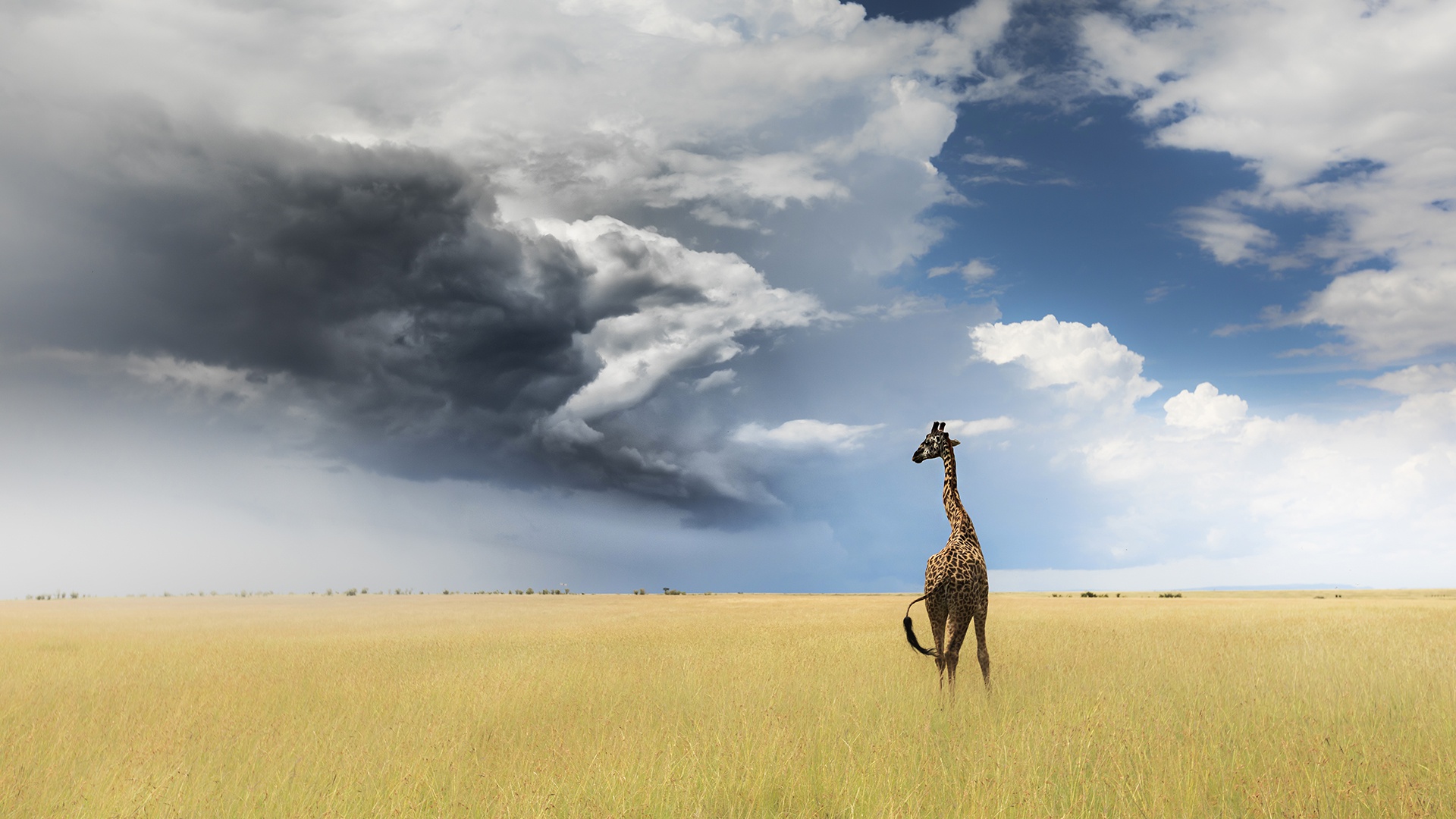 Фон с жирафом и облачком