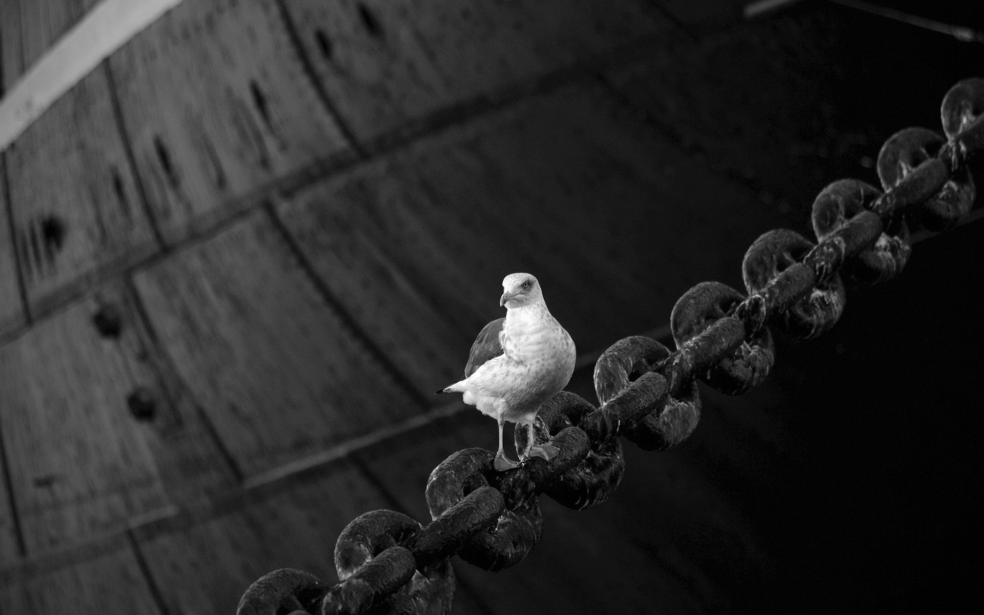 Download mobile wallpaper Sit, Animals, Bird, Chain, Dove for free.