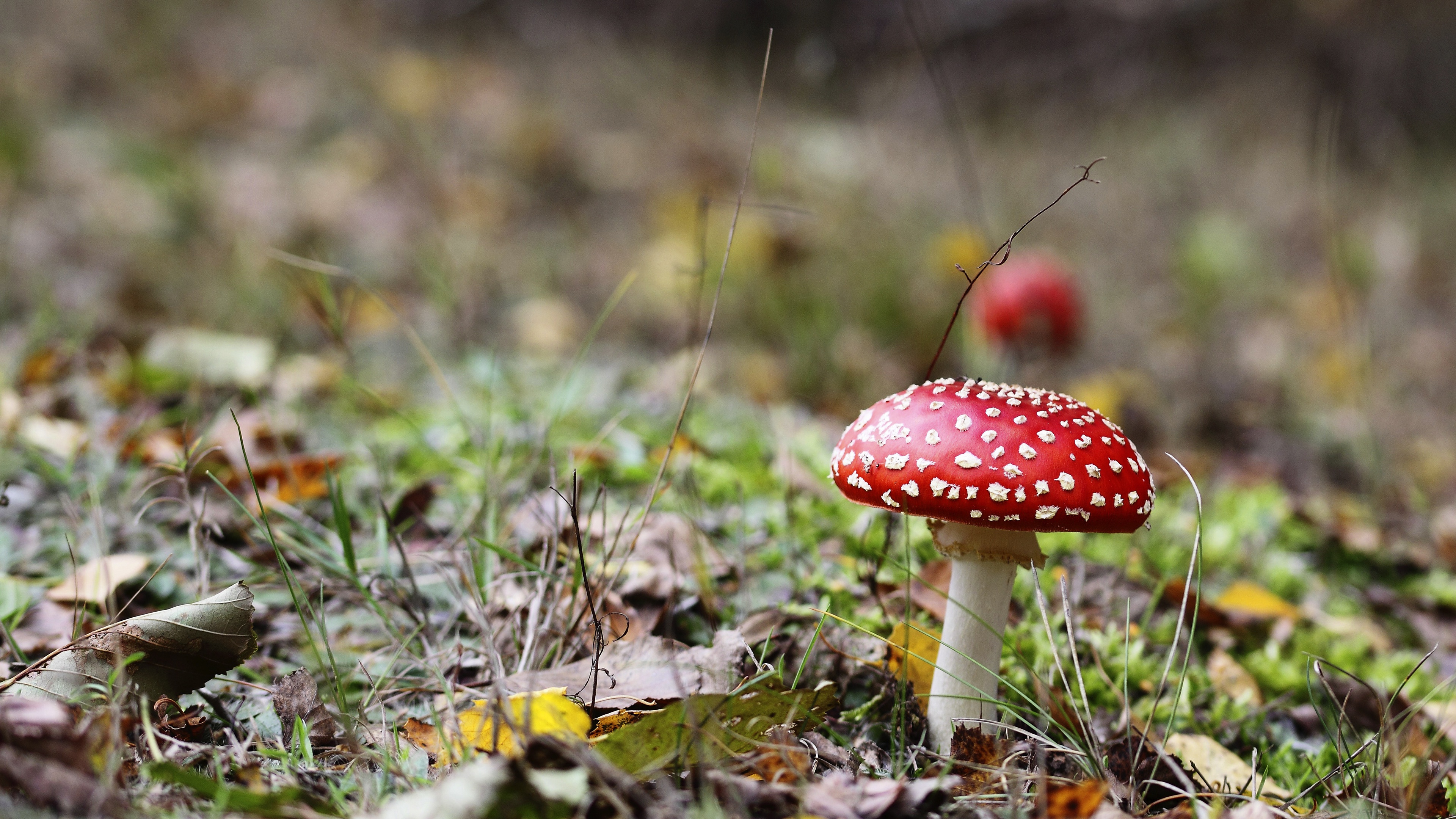 Download mobile wallpaper Earth, Mushroom, Fly Agaric for free.