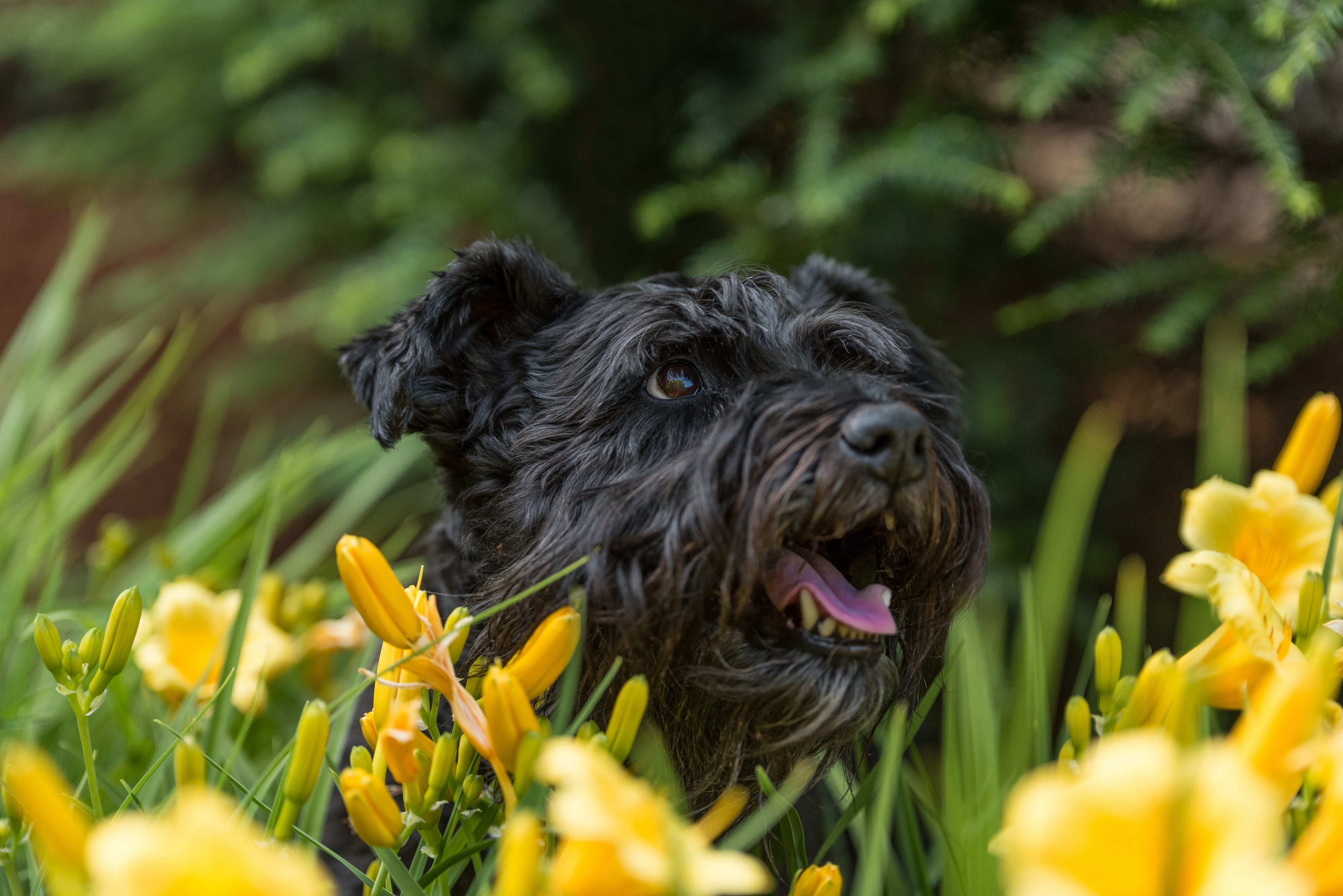Laden Sie das Blumen, Schnauze, Hervorstehende Zunge, Zunge Herausgeklemmt, Tiere, Hund-Bild kostenlos auf Ihren PC-Desktop herunter