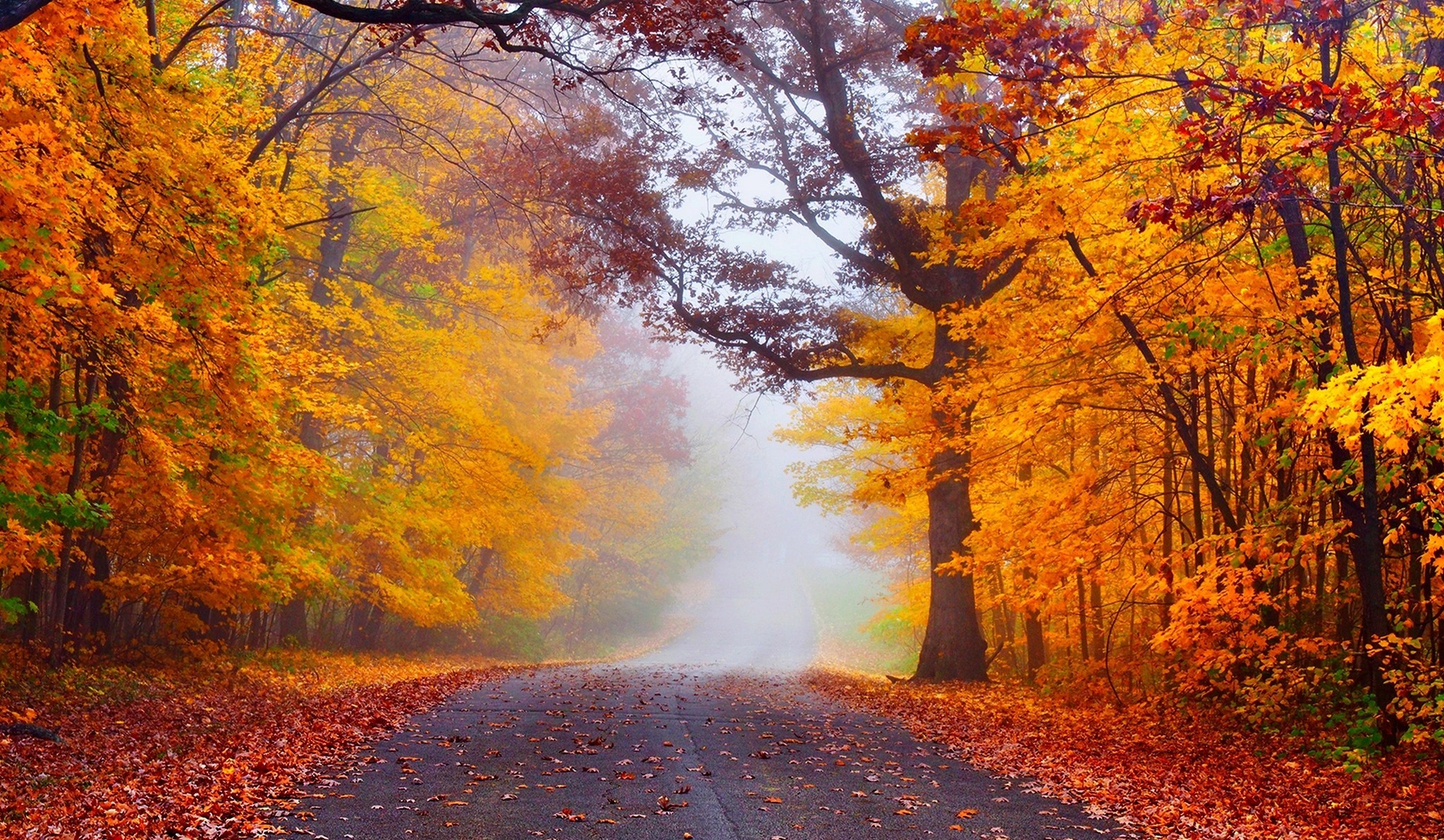 Красивый осенний лес HD