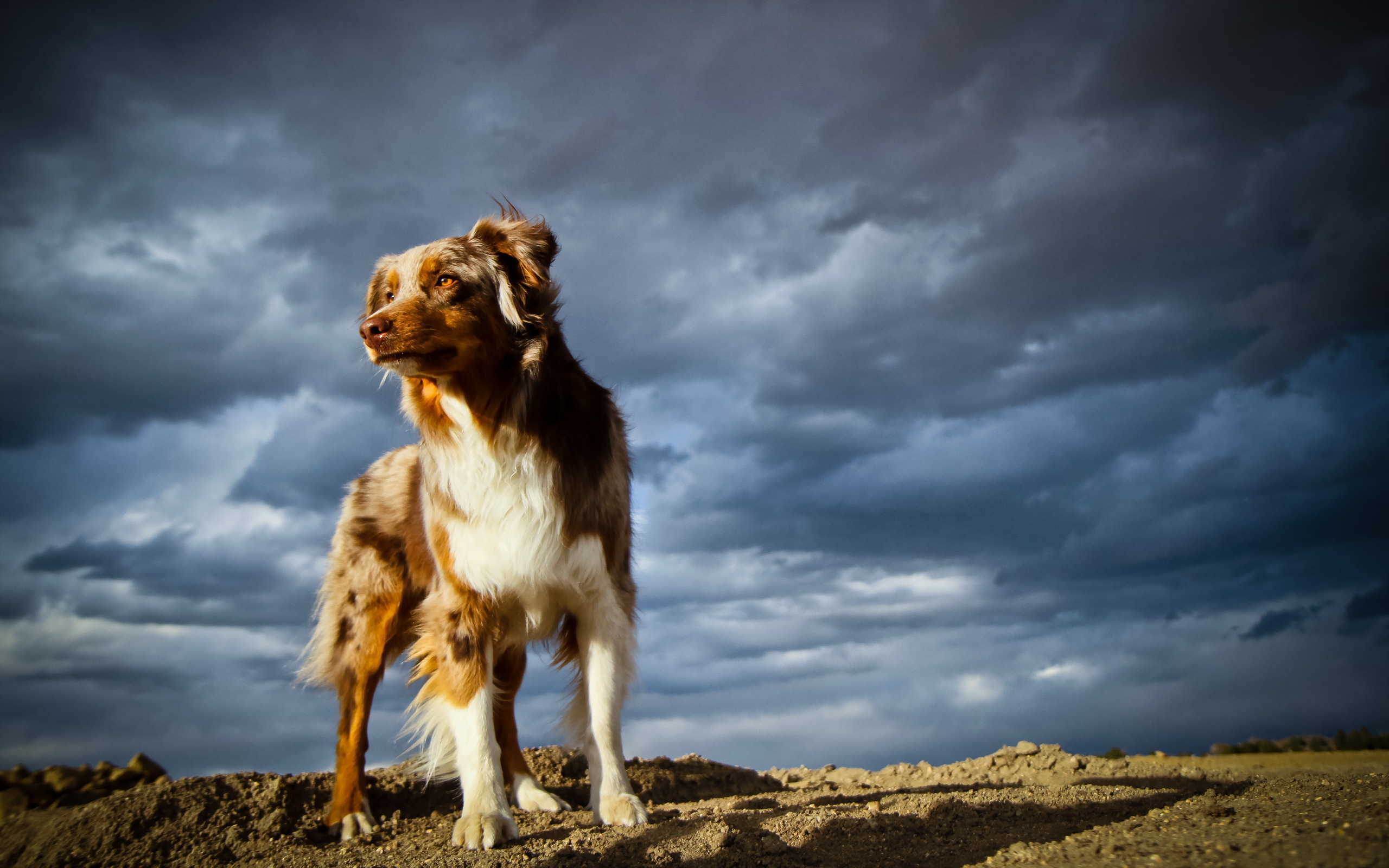 Собака на фоне неба