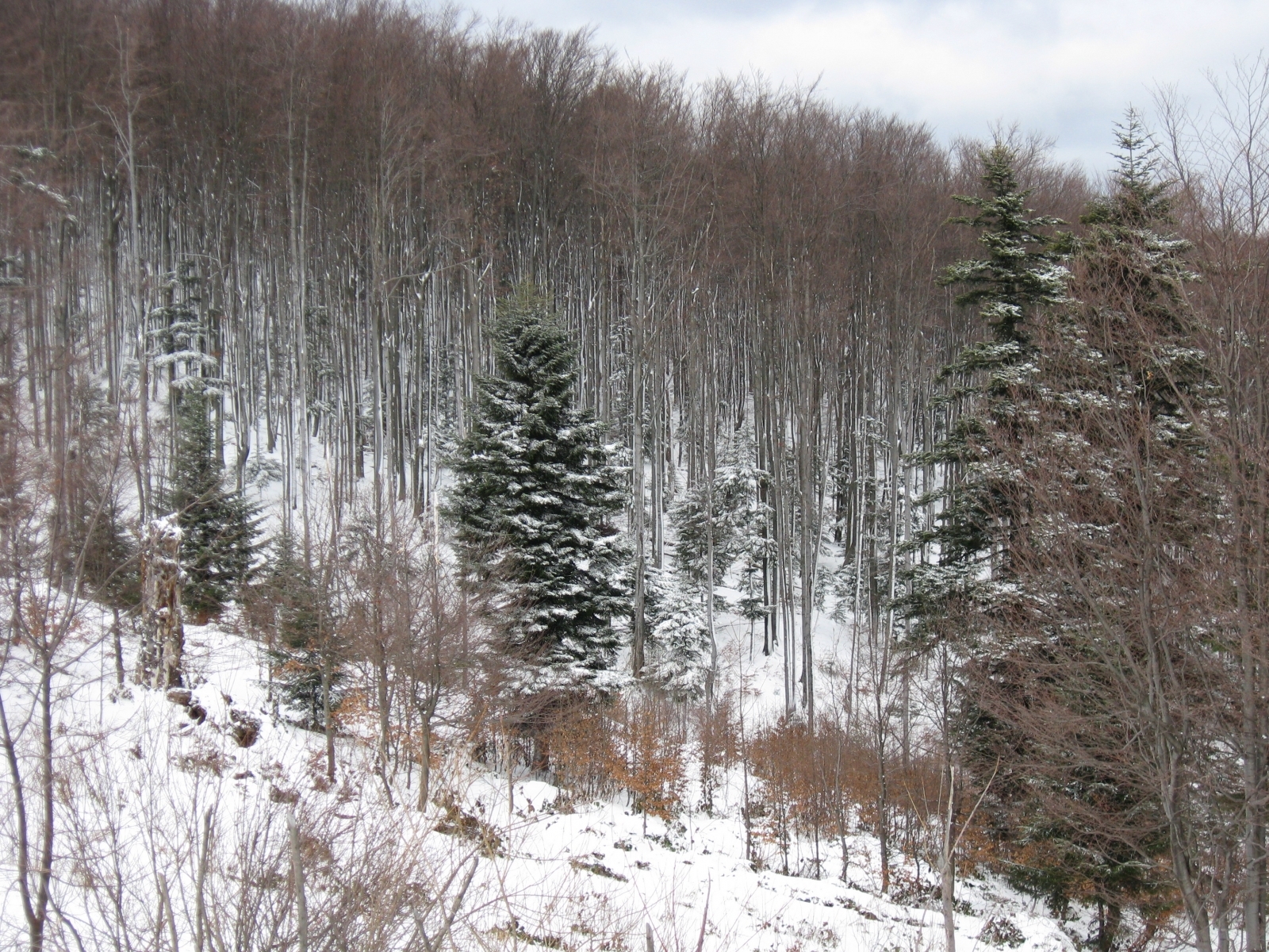 Handy-Wallpaper Landschaft, Bäume, Winter, Tannenbaum kostenlos herunterladen.