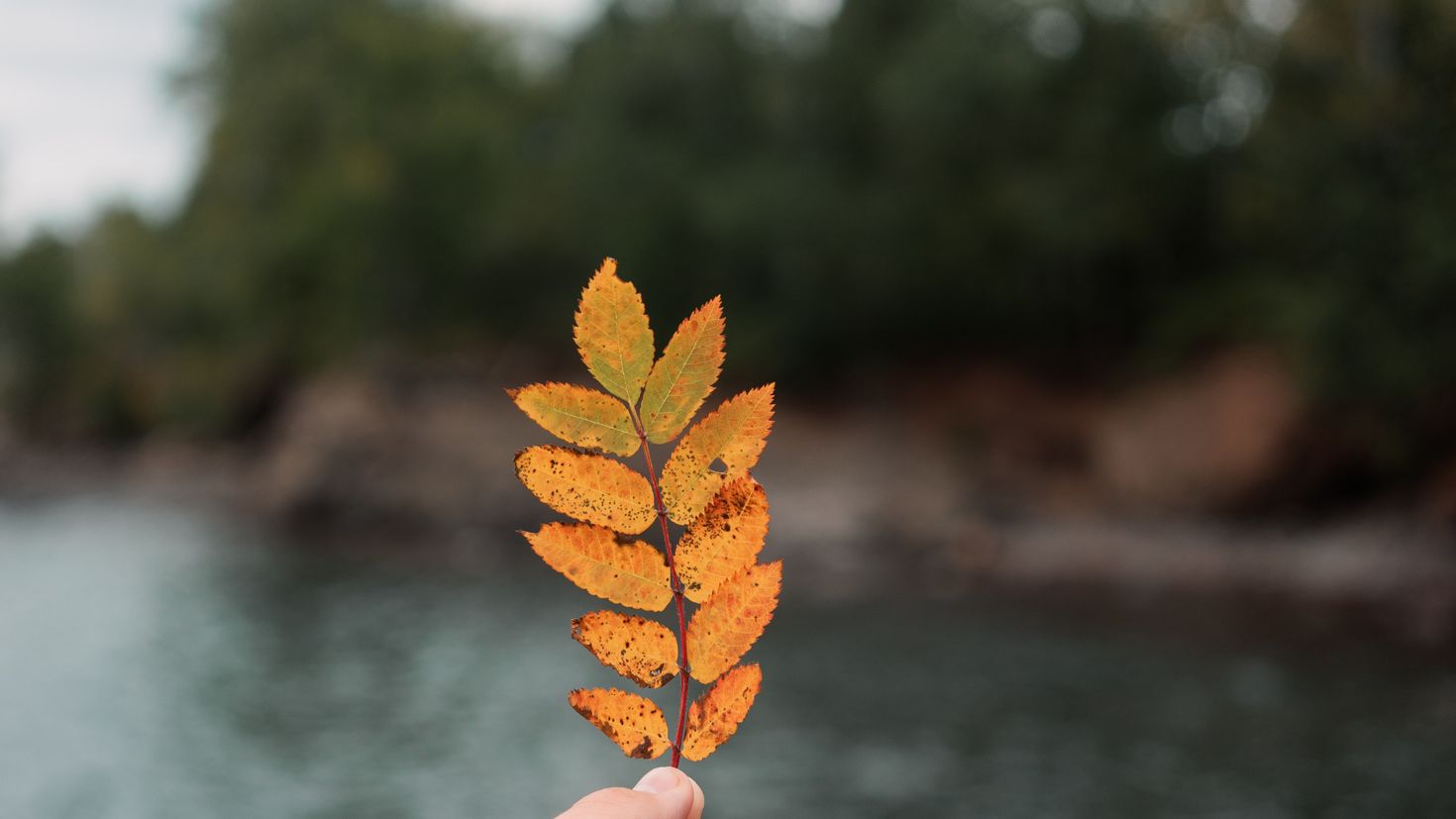 Осенние листья Минимализм