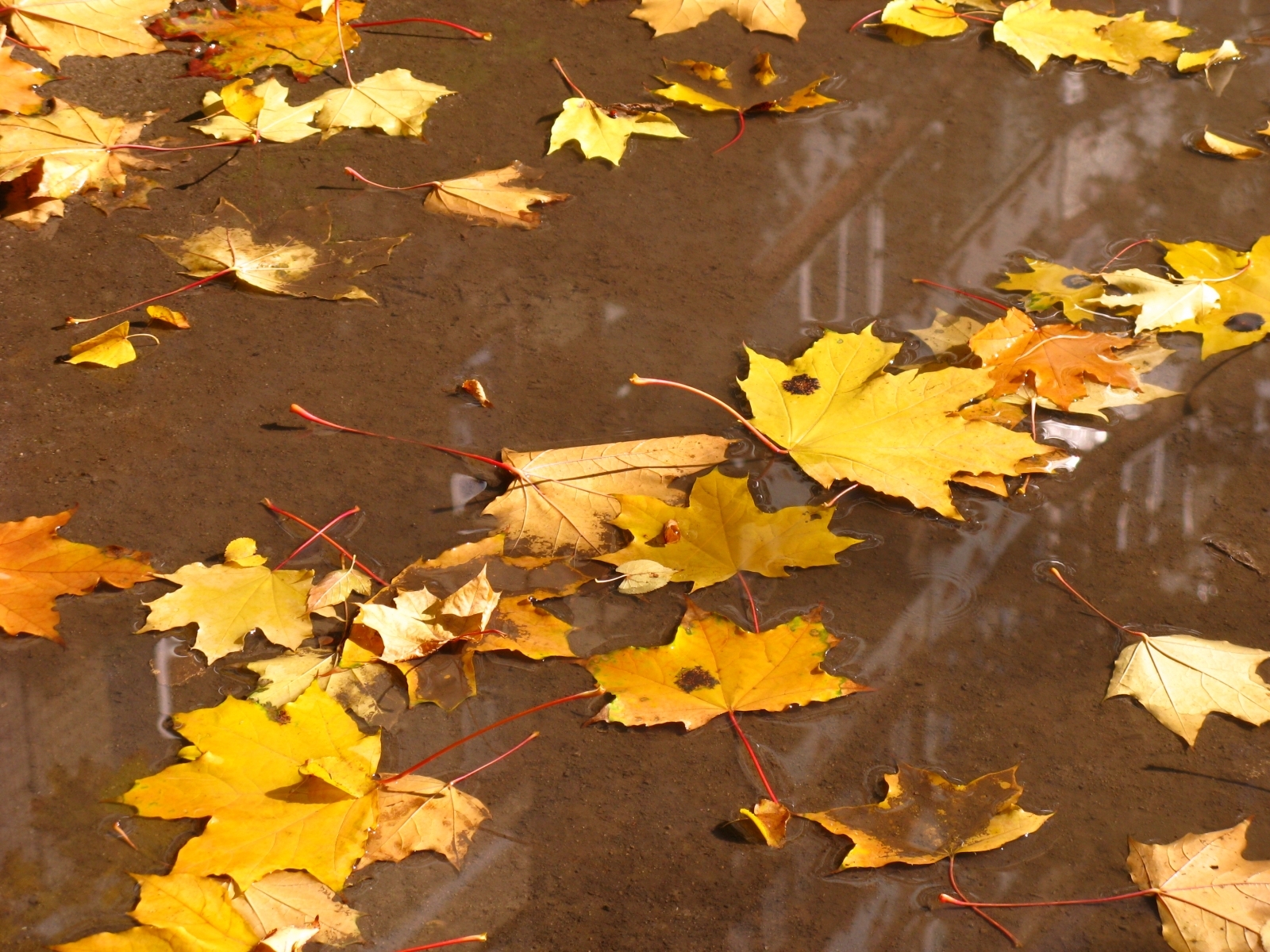 無料モバイル壁紙秋, 葉, オレンジ, 背景をダウンロードします。