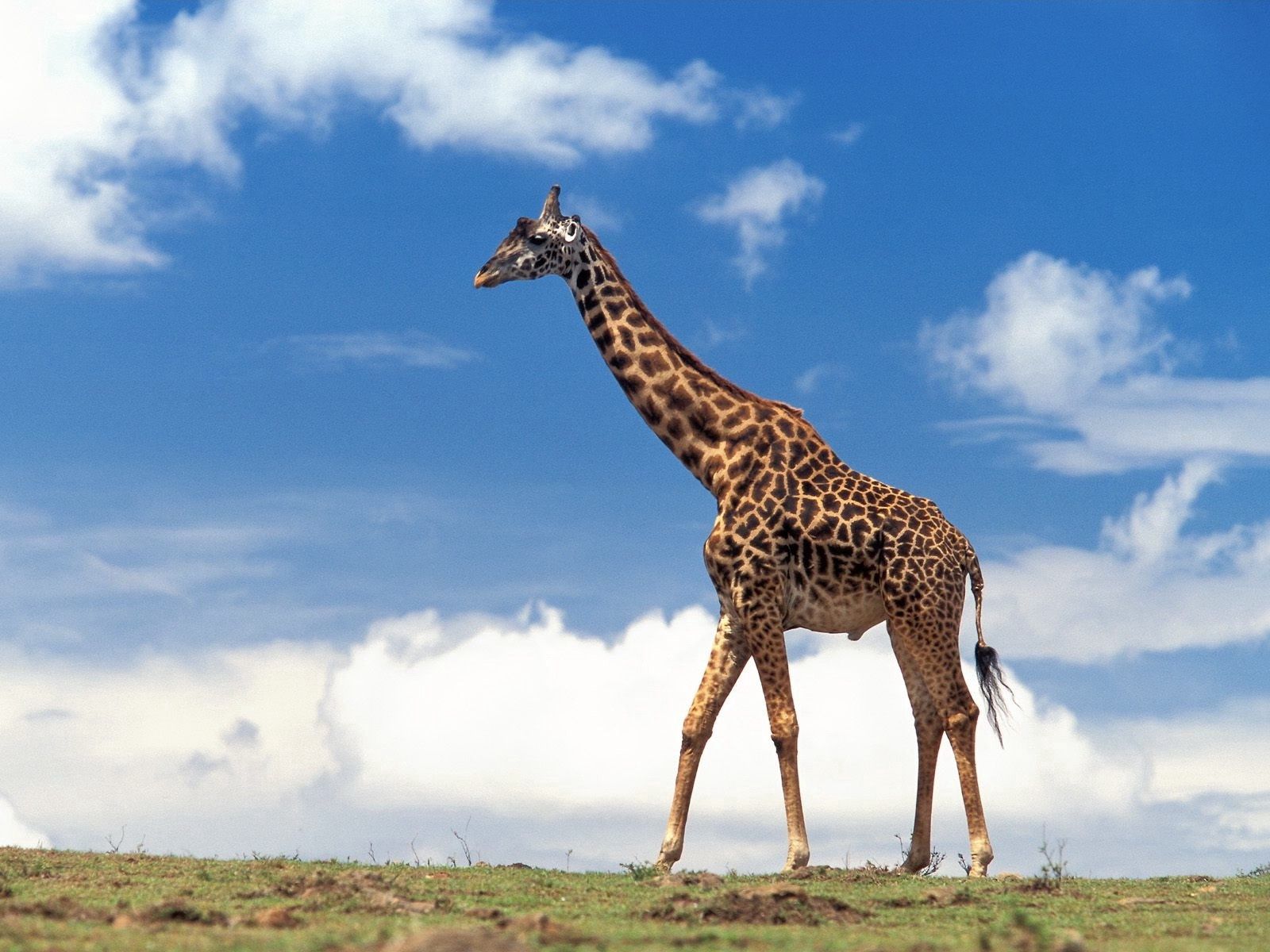 giraffe, animals, clouds, grass, sky, stroll Full HD