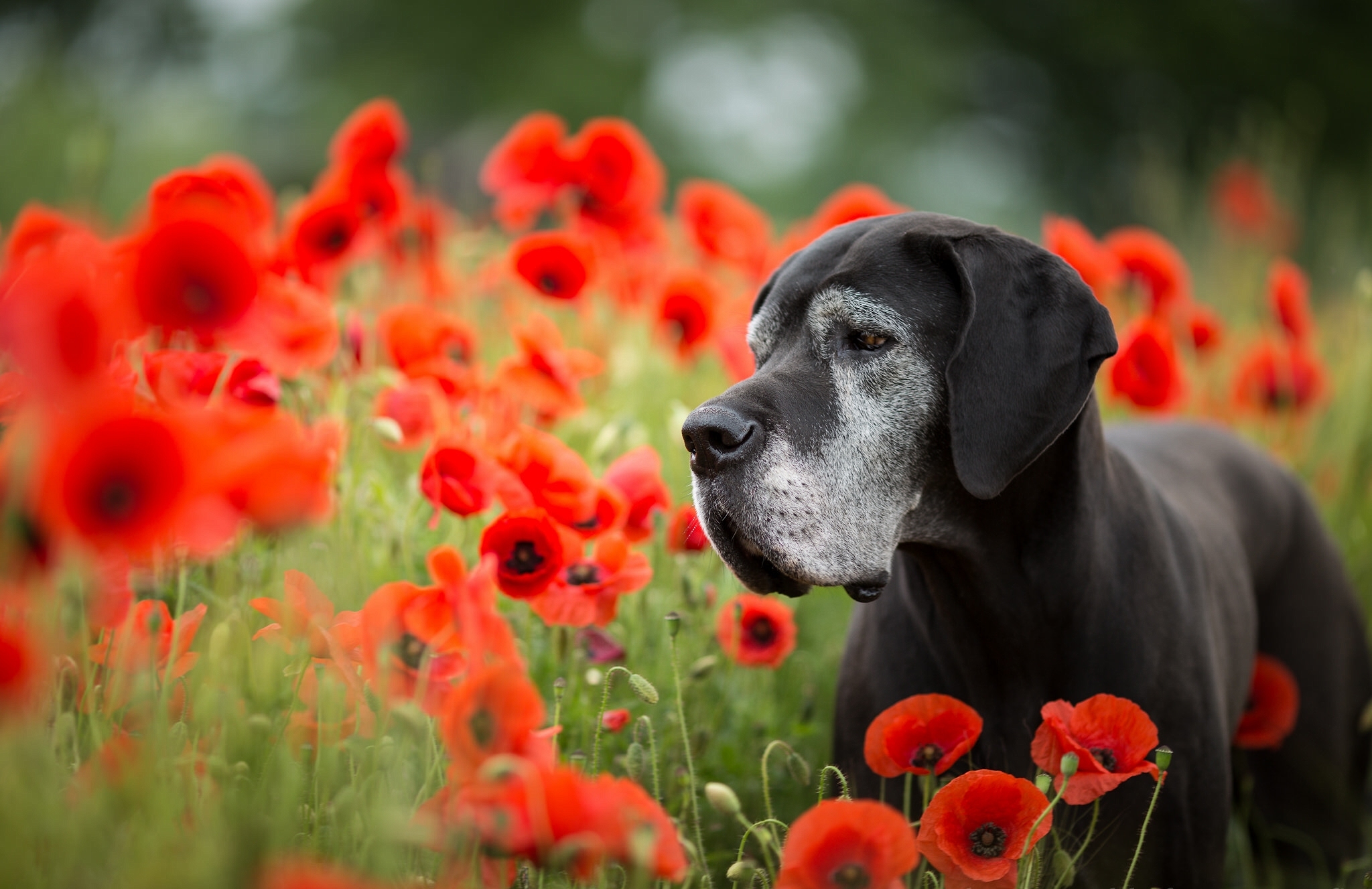 Собака нюхает цветок