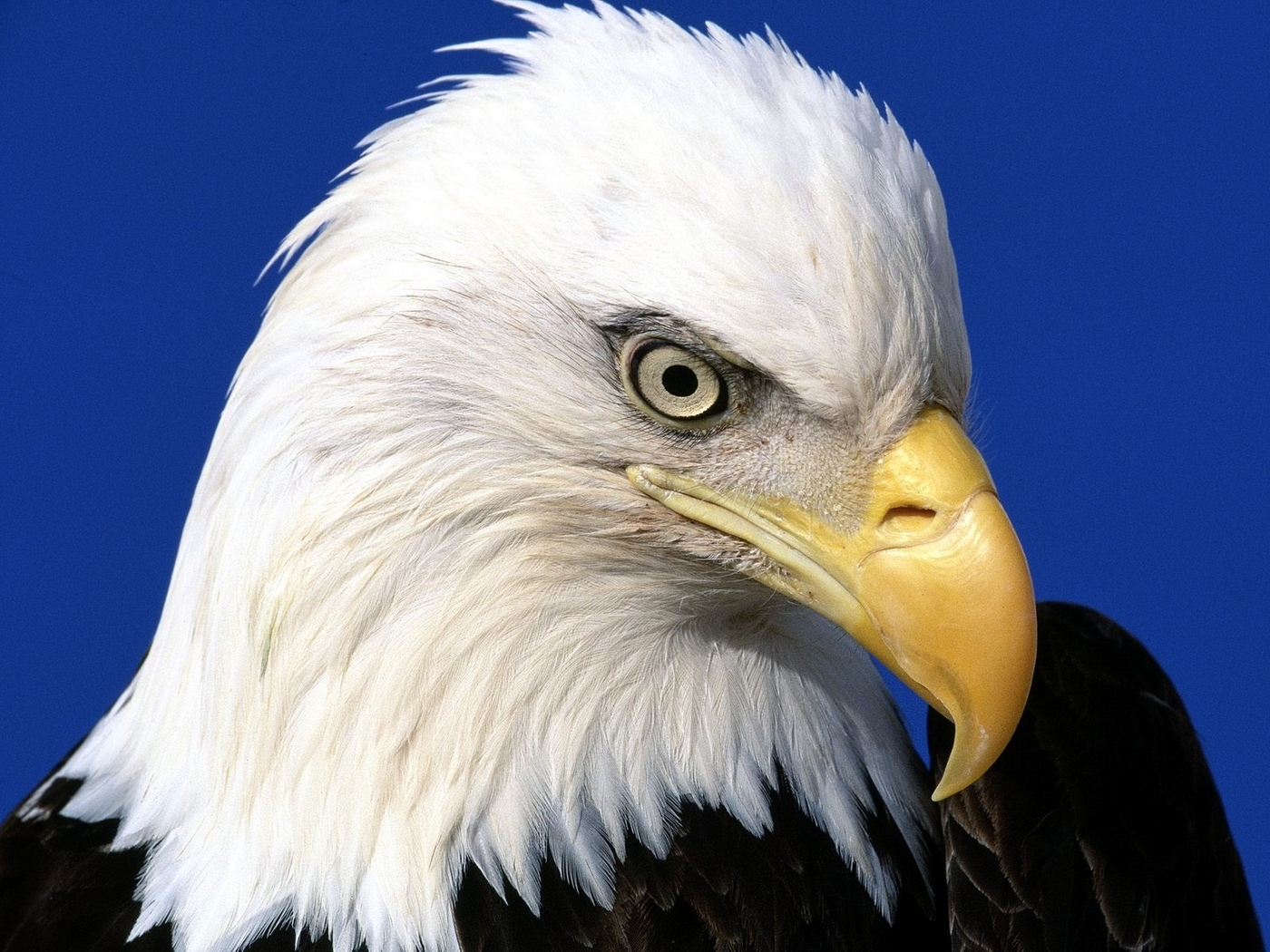 Descarga gratuita de fondo de pantalla para móvil de Animales, Birds, Eagles.