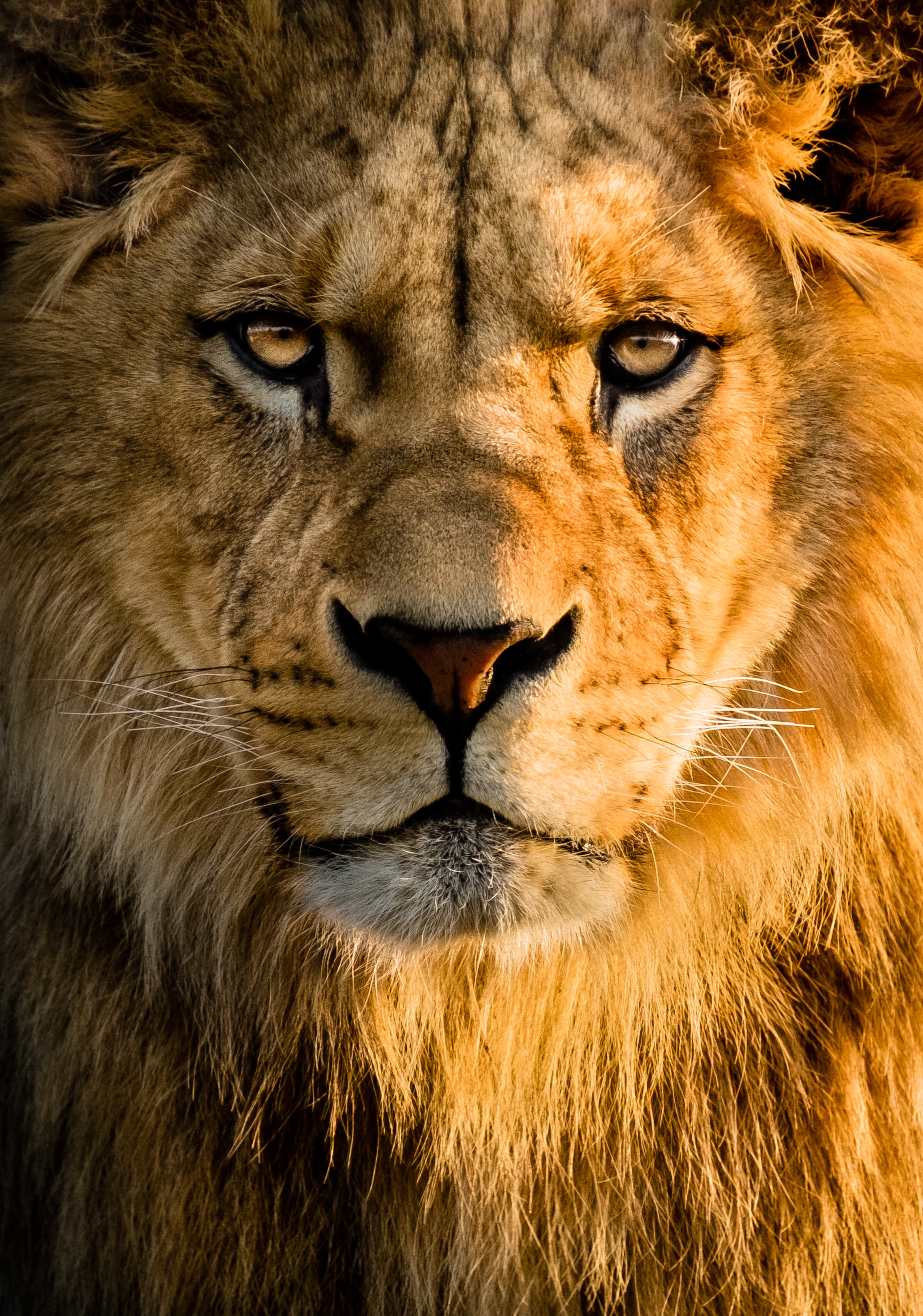 100303 baixar papel de parede leão, animais, focinho, um leão, predator, predador, gato grande, visão, opinião - protetores de tela e imagens gratuitamente