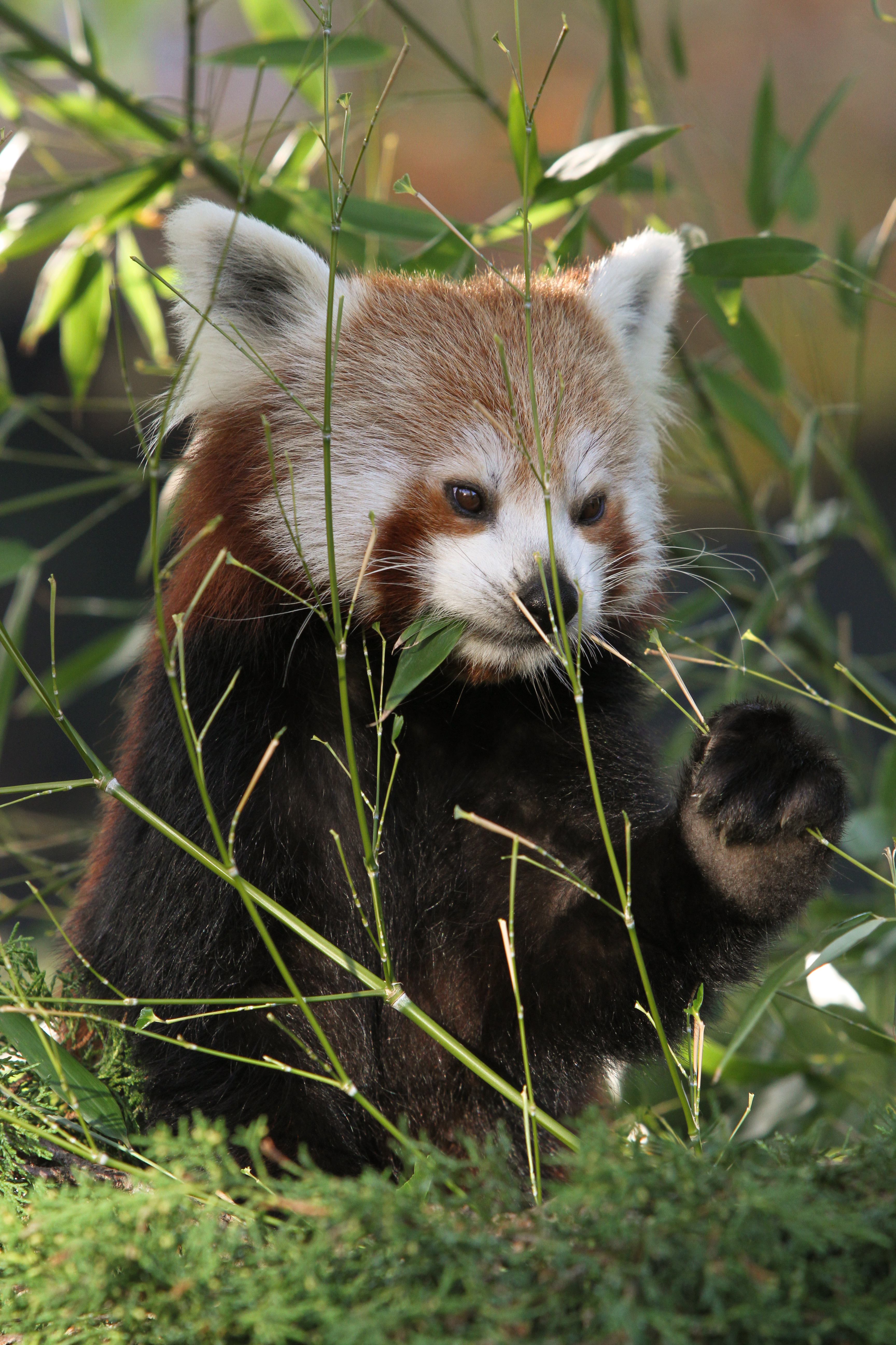 Handy-Wallpaper Tiere, Grass, Nett, Schatz, Roter Panda, Panda kostenlos herunterladen.
