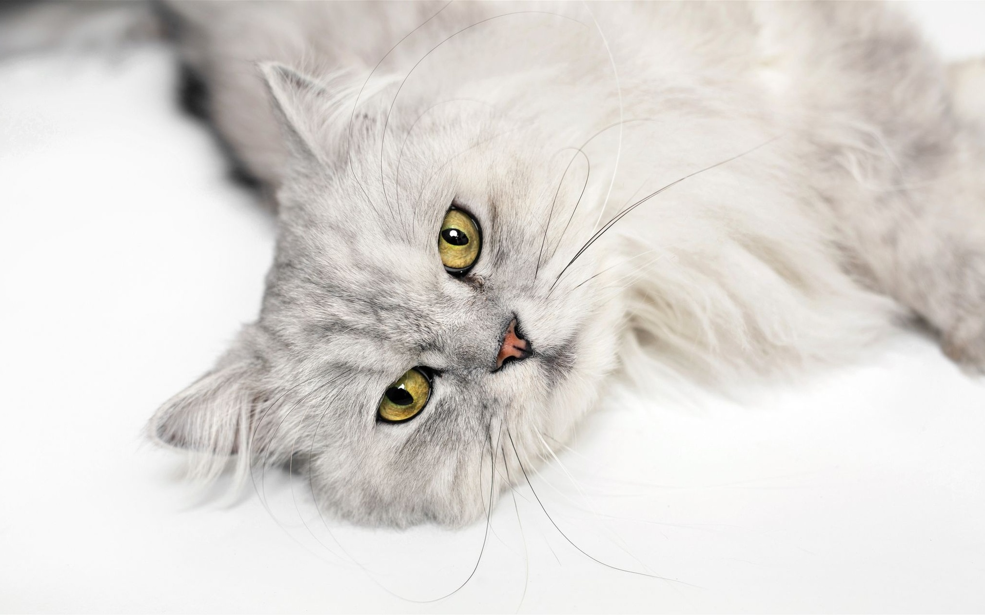 Кот серый с белыми глазами пушистый