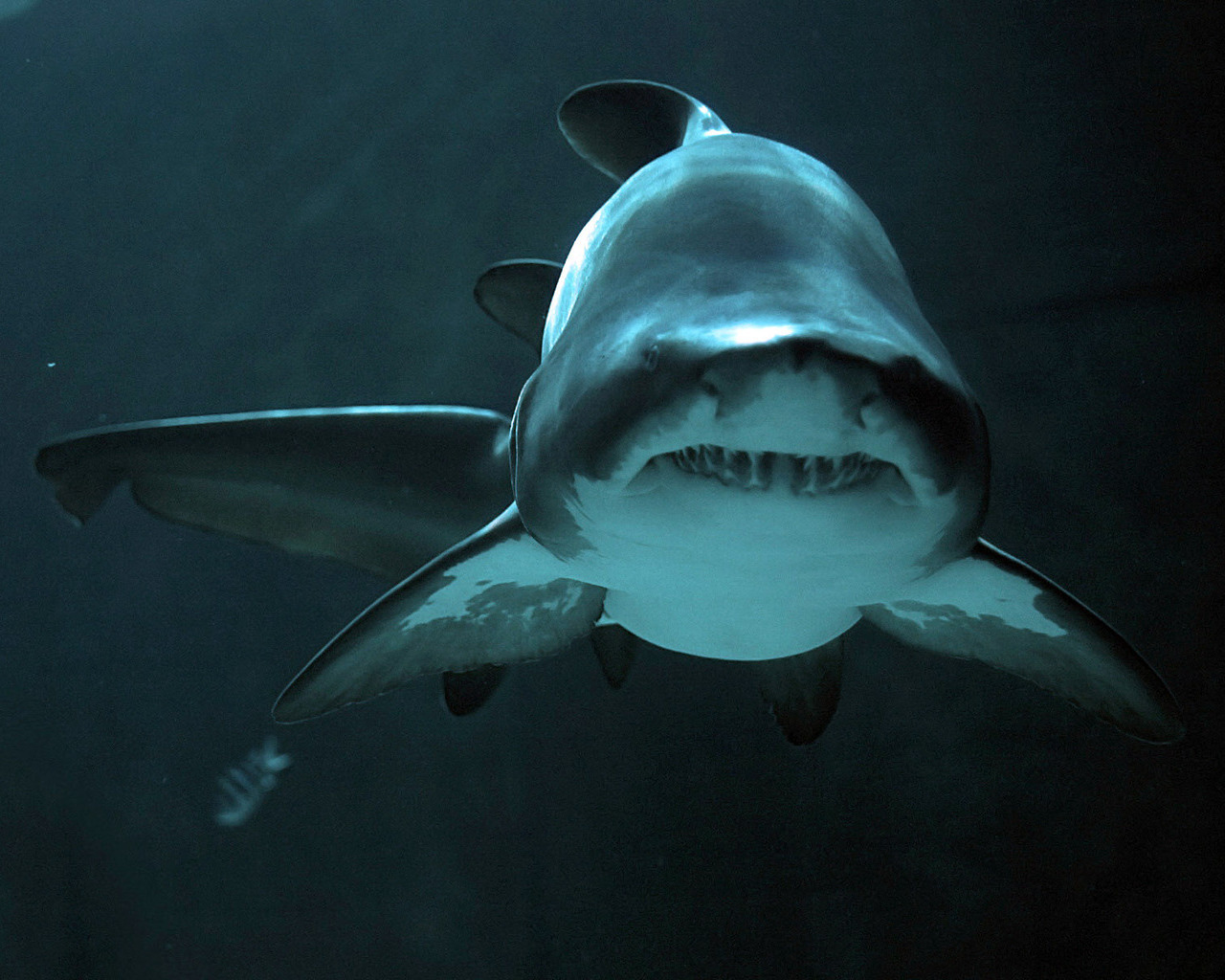 Download mobile wallpaper Animals, Sea, Sharks, Fishes for free.