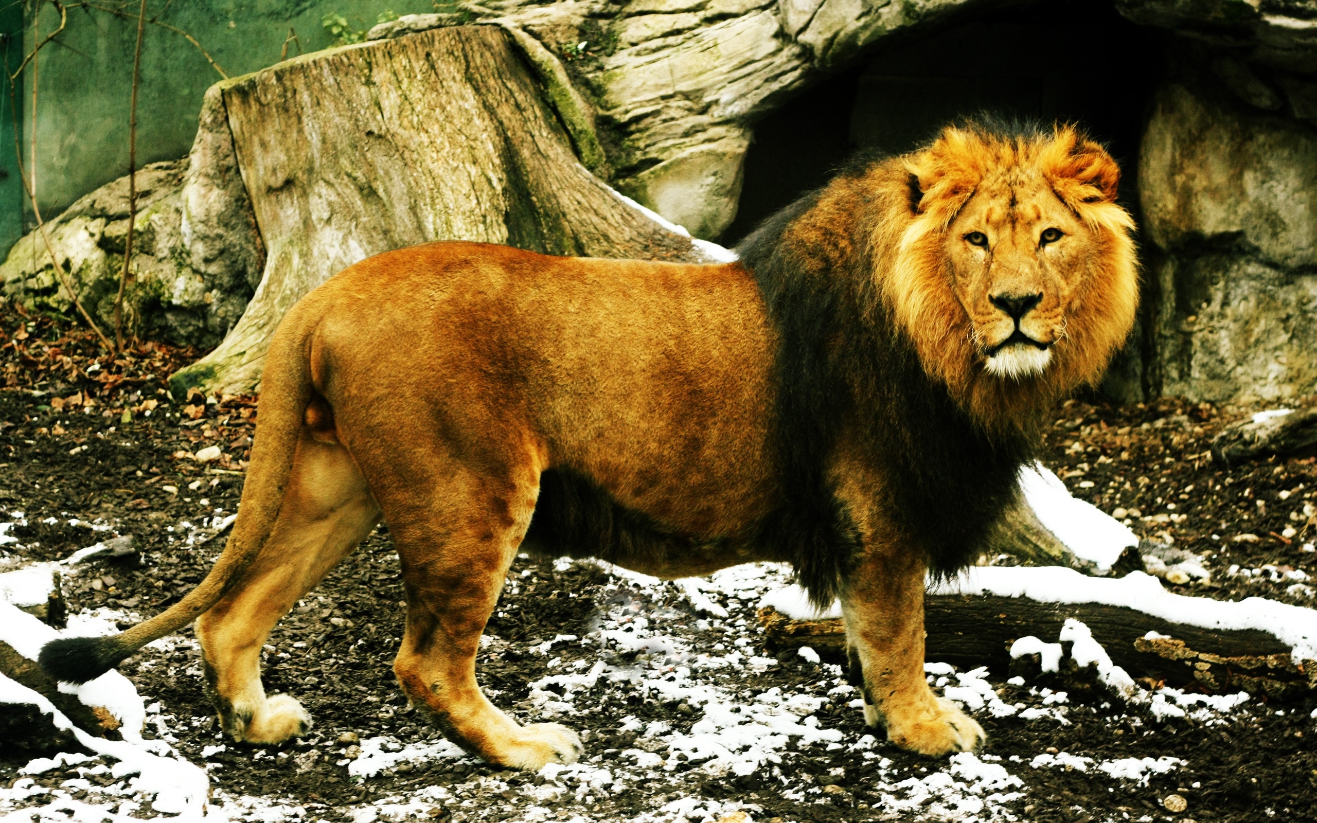 картинки хвоста льва