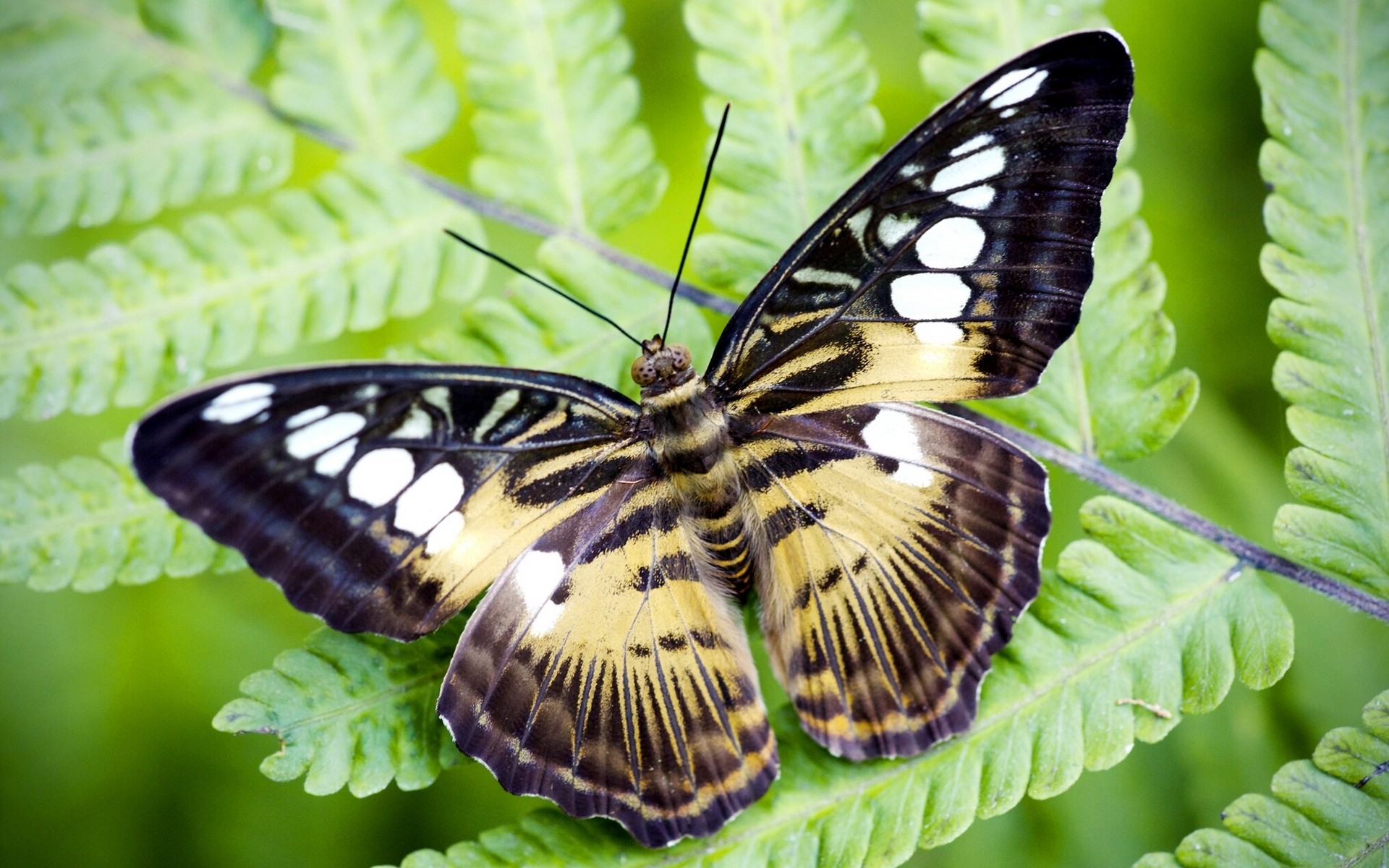 Тигровый Махаон бабочка