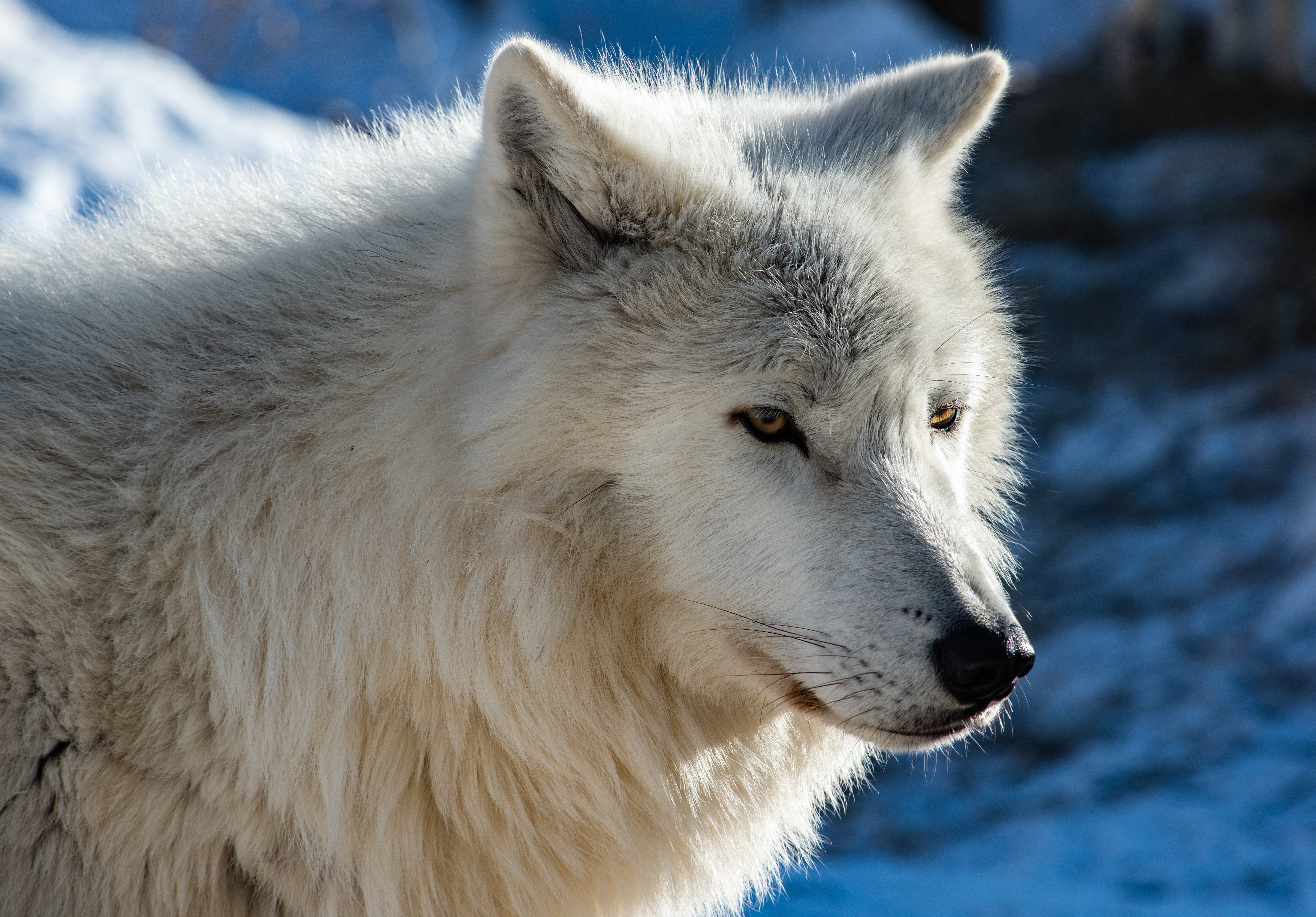 490323 baixar papel de parede animais, lobo, lobo ártico, lobos - protetores de tela e imagens gratuitamente