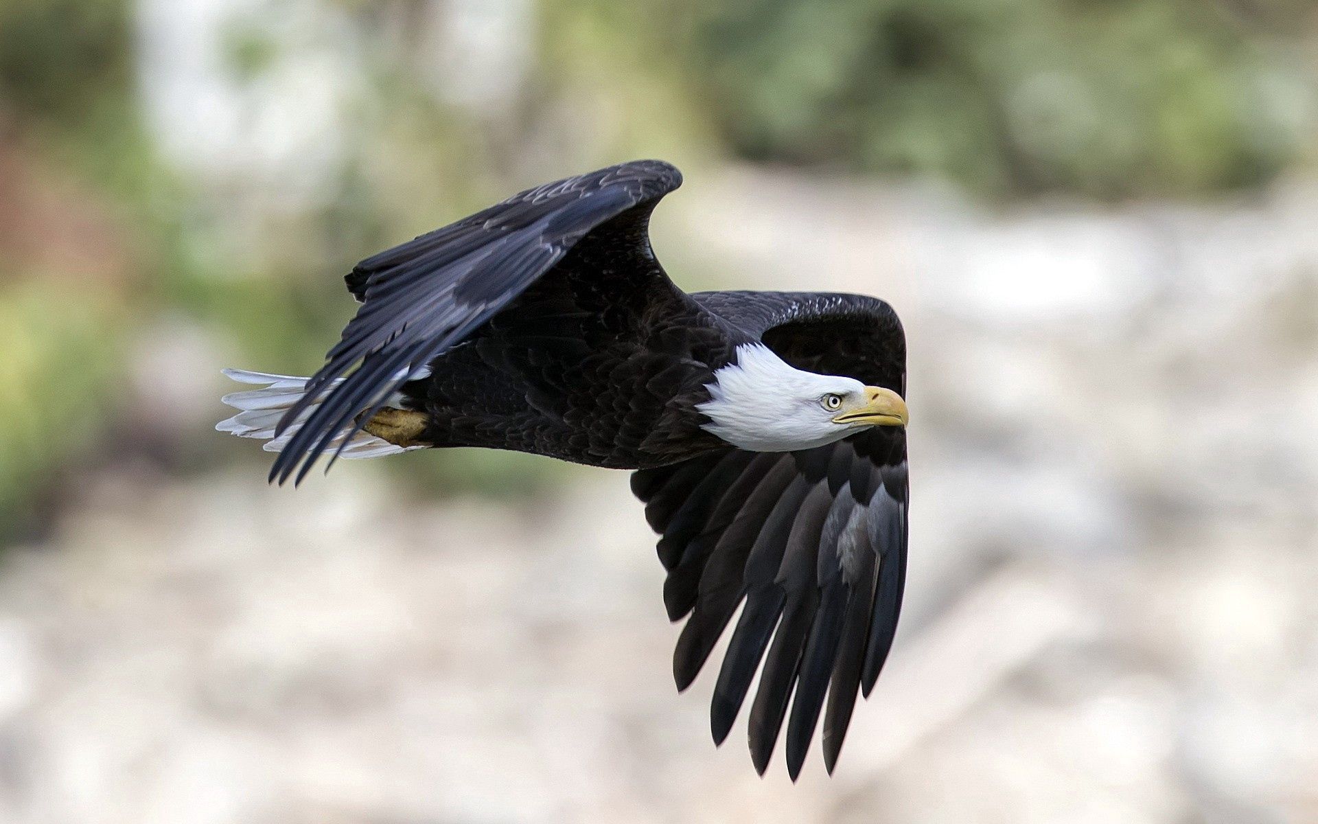 Download mobile wallpaper Animals, Predator, Flight, Bird, Eagle for free.