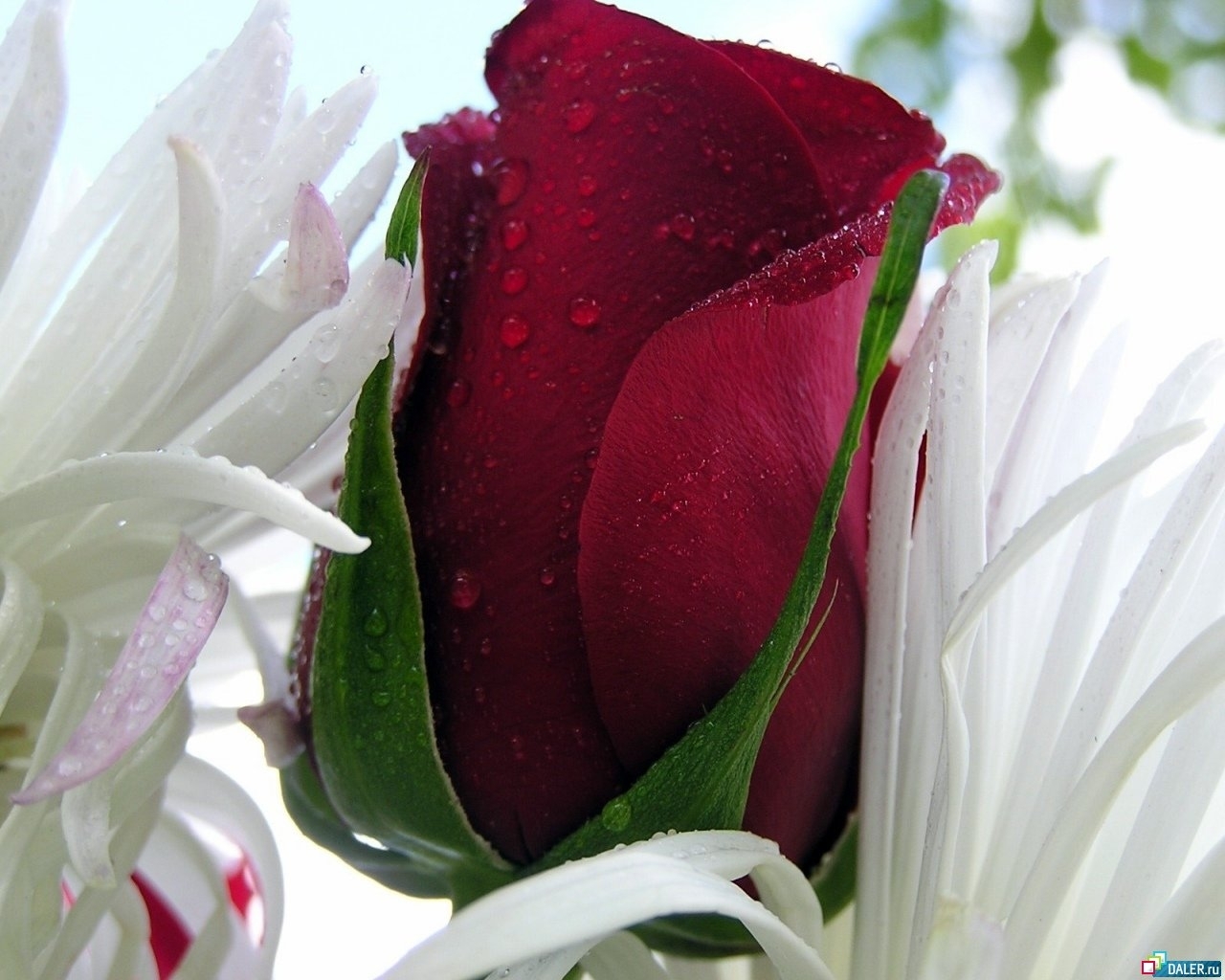 9058 descargar fondo de pantalla postales, plantas, flores, roses, drops, 8 de marzo día de la mujer: protectores de pantalla e imágenes gratis