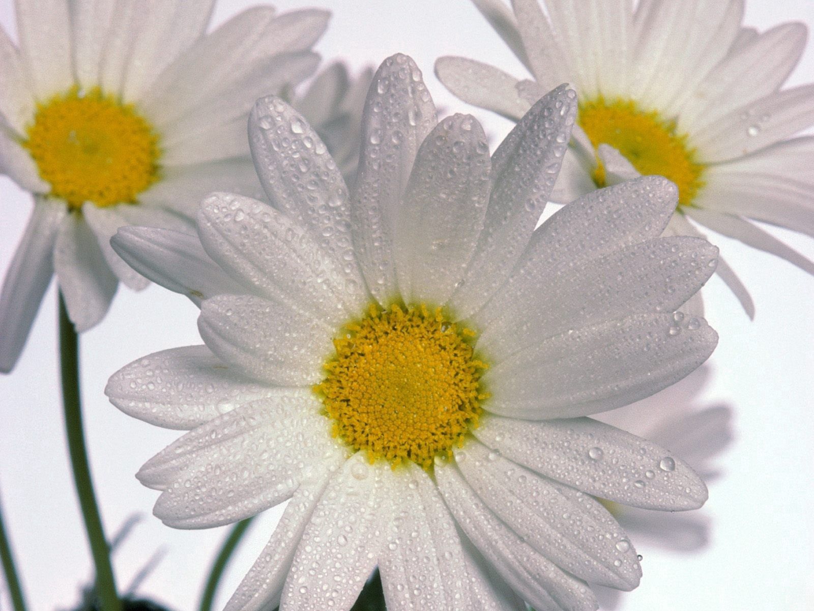 Download mobile wallpaper Three, Flowers, Close Up, Camomile, Drops for free.