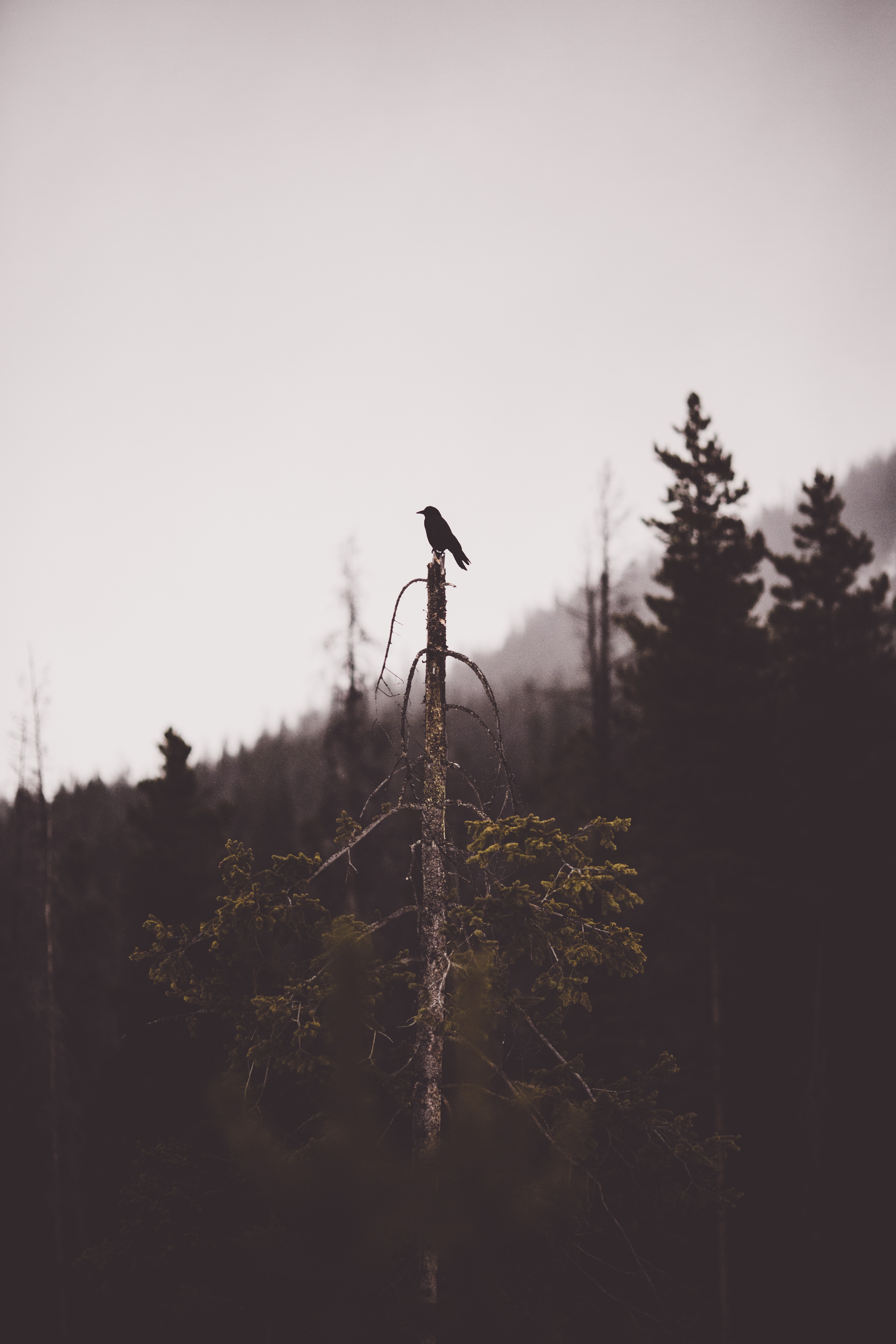 forest, alone, gloomy, animals, bird, wood, tree, lonely, broken